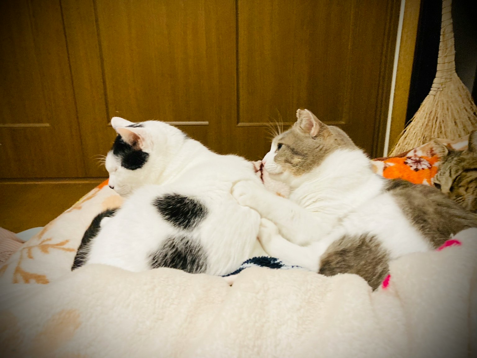 Dua kucing berpelukan di atas selimut