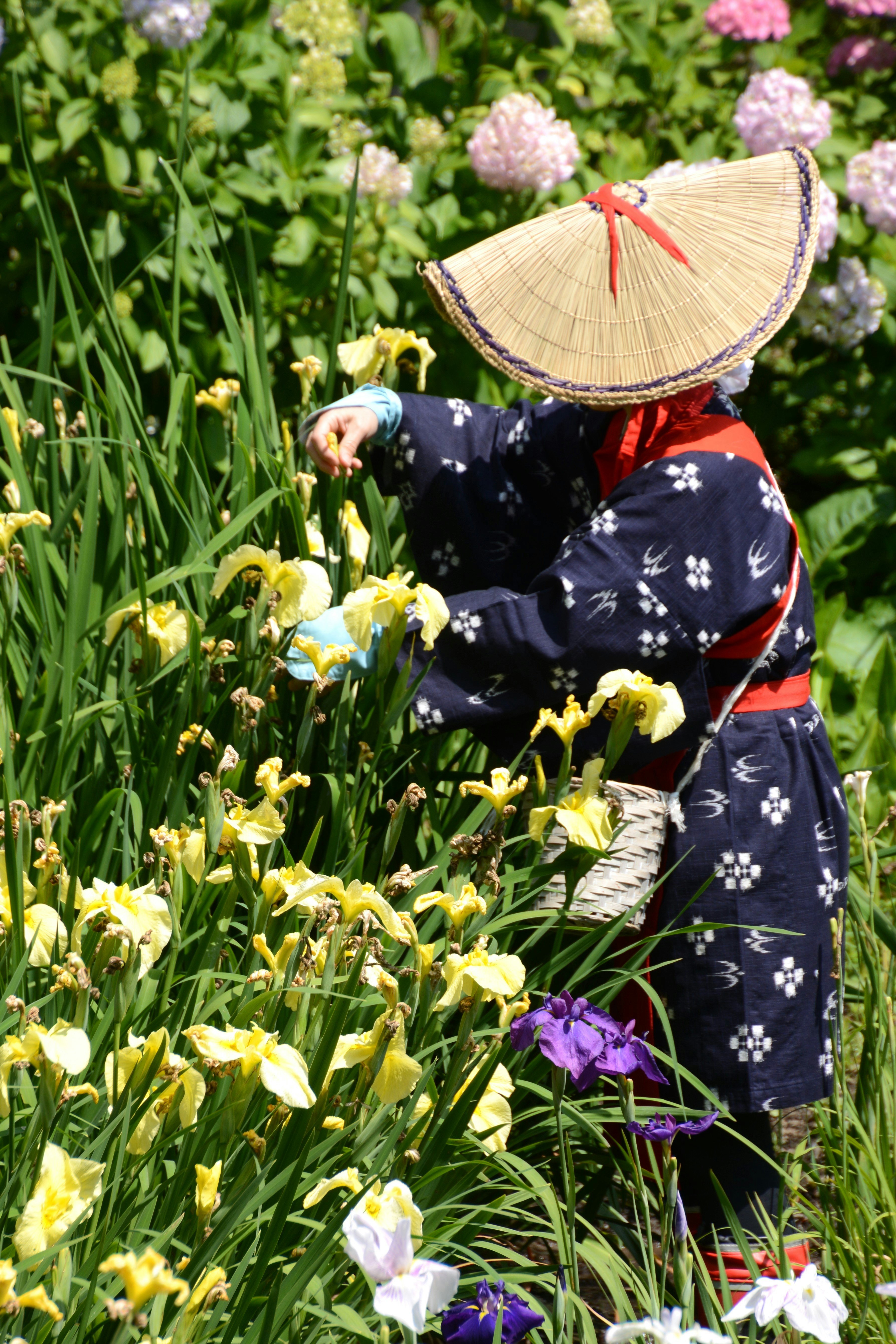 在神奈川縣二宮町的瀨瀨拉基公園裡採摘花朵的孩子