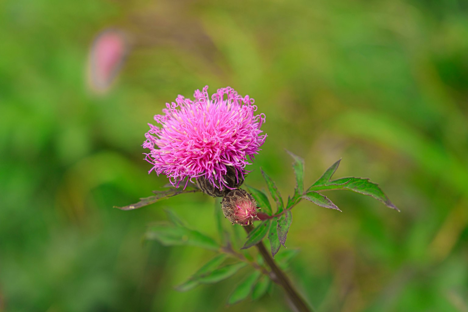 Una flor rosa vibrante que florece contra un fondo verde