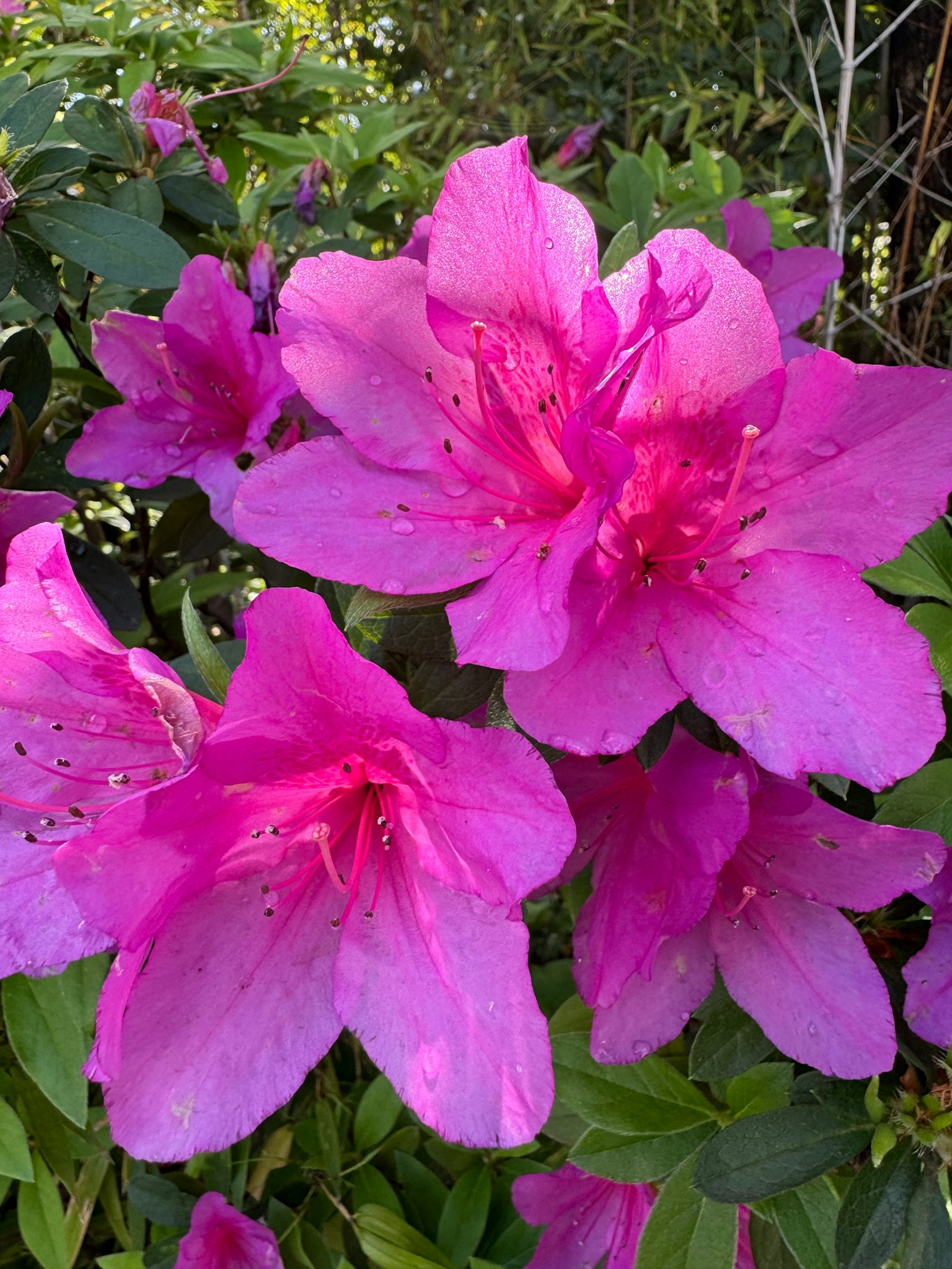 Fleurs d'azalée roses vibrantes en fleurs dans un jardin