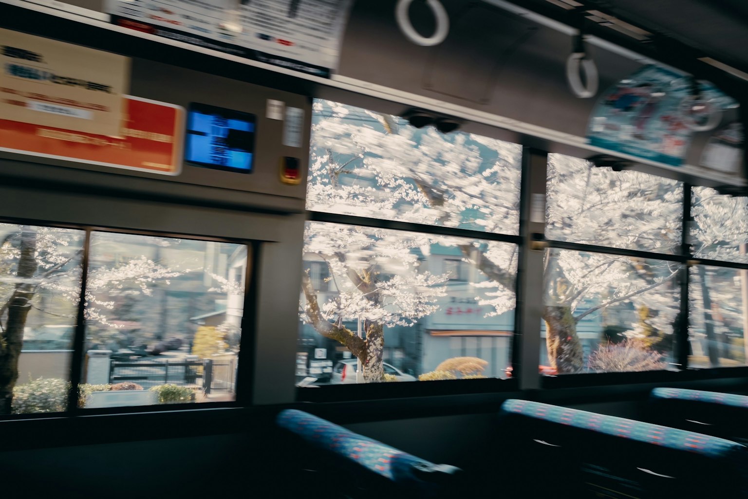 从公交车内看到的樱花树