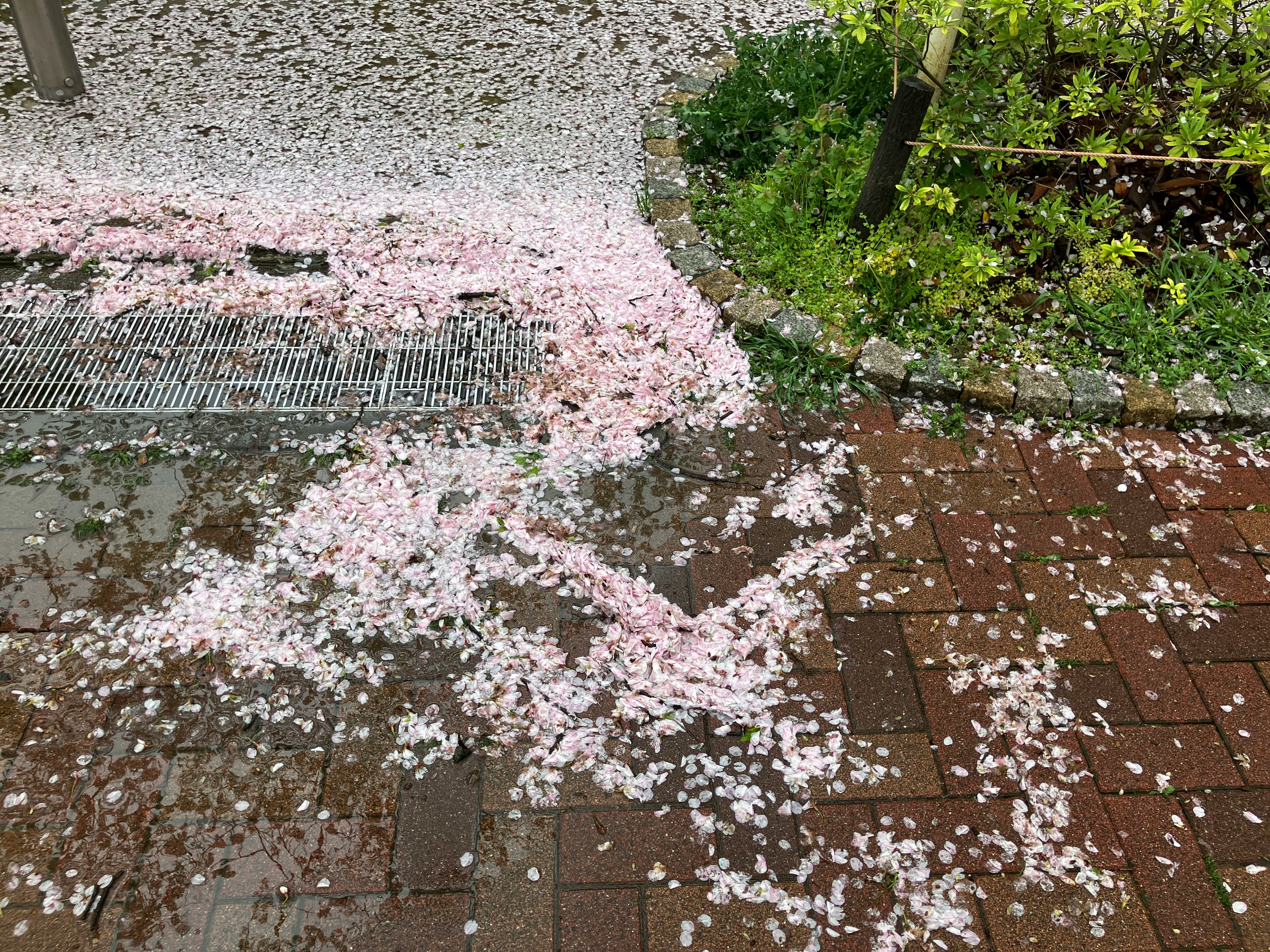 雨上がりの桜の花びらが敷石に散る路面