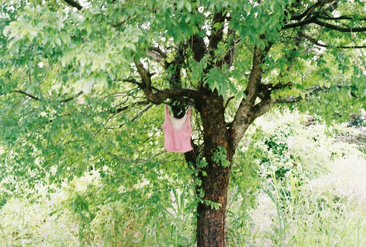 A pink top hanging on a tree surrounded by green leaves