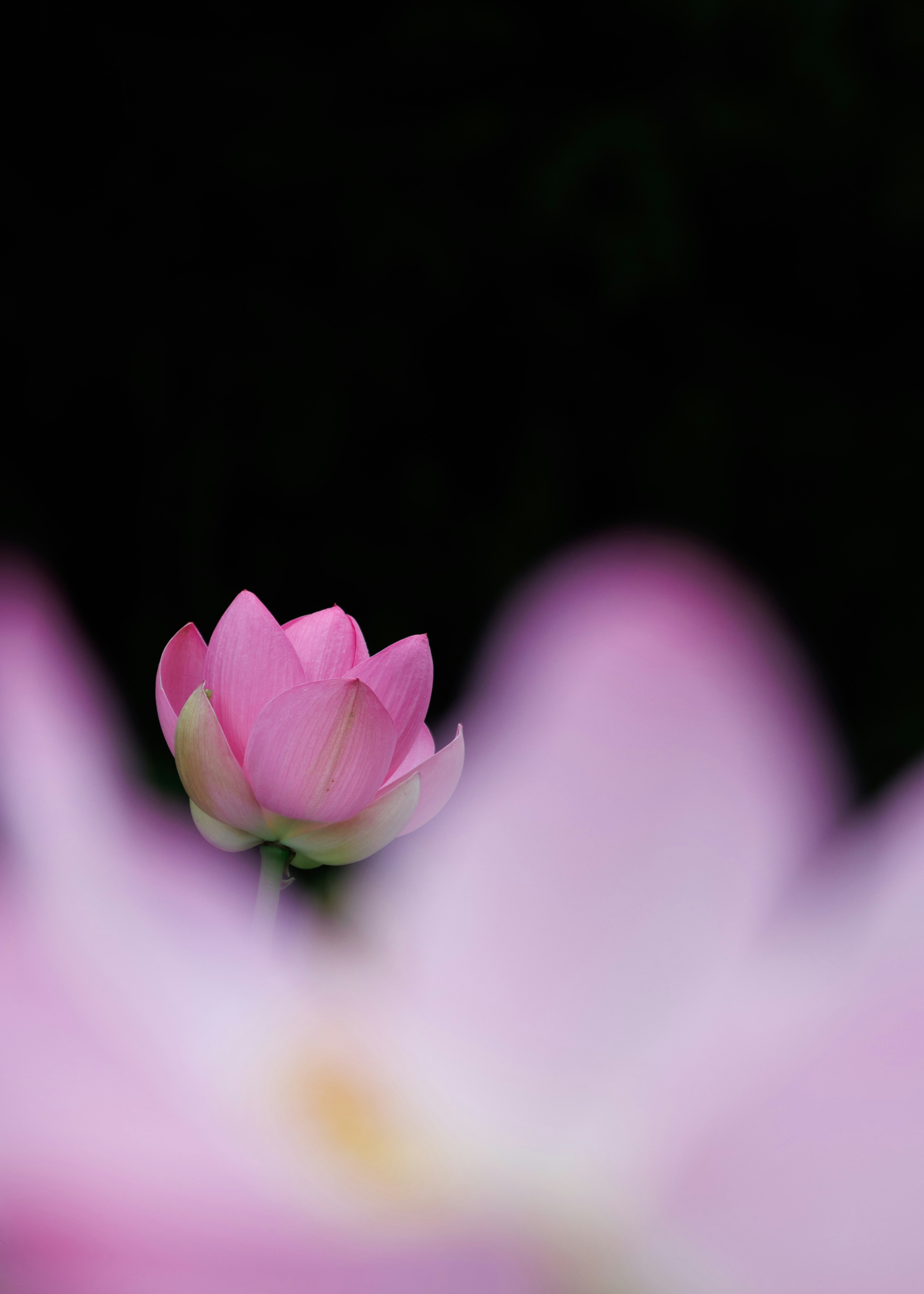 ピンクの蓮の花のマクロとぼけた花びら