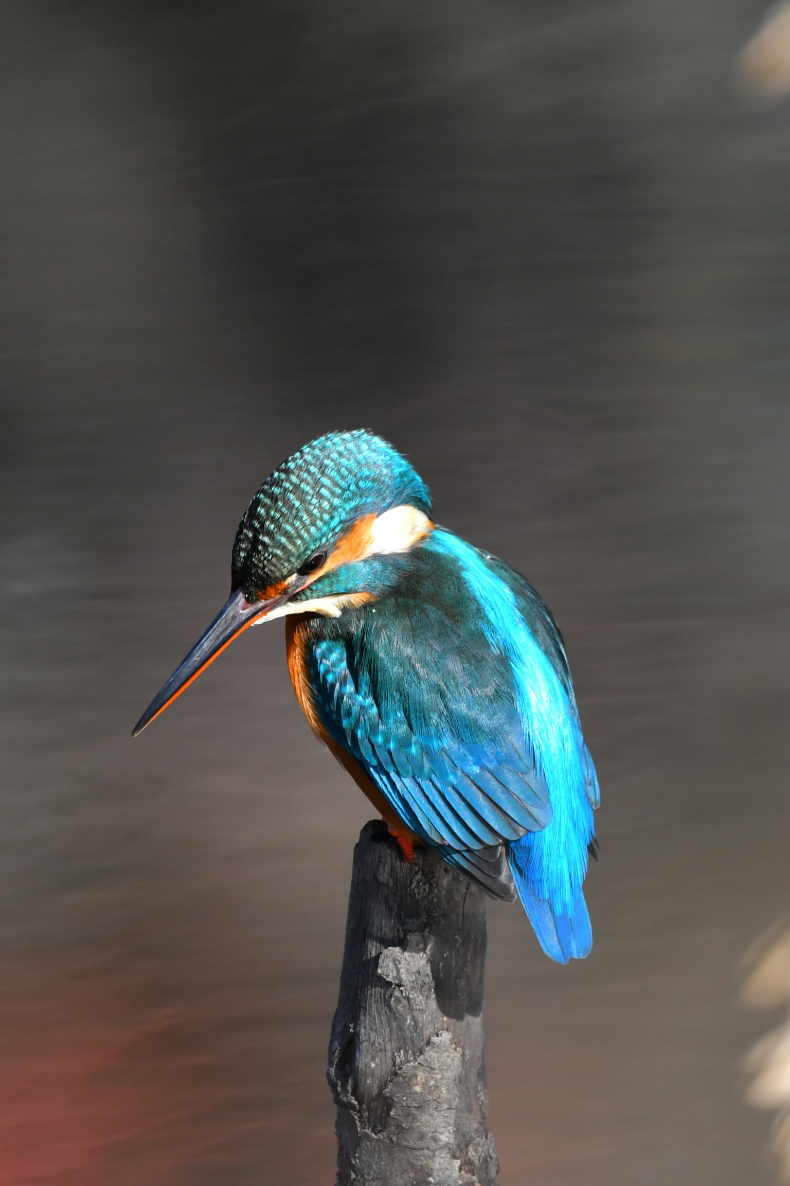 Ein Eisvogel mit blauen Federn, der auf einem Ast sitzt