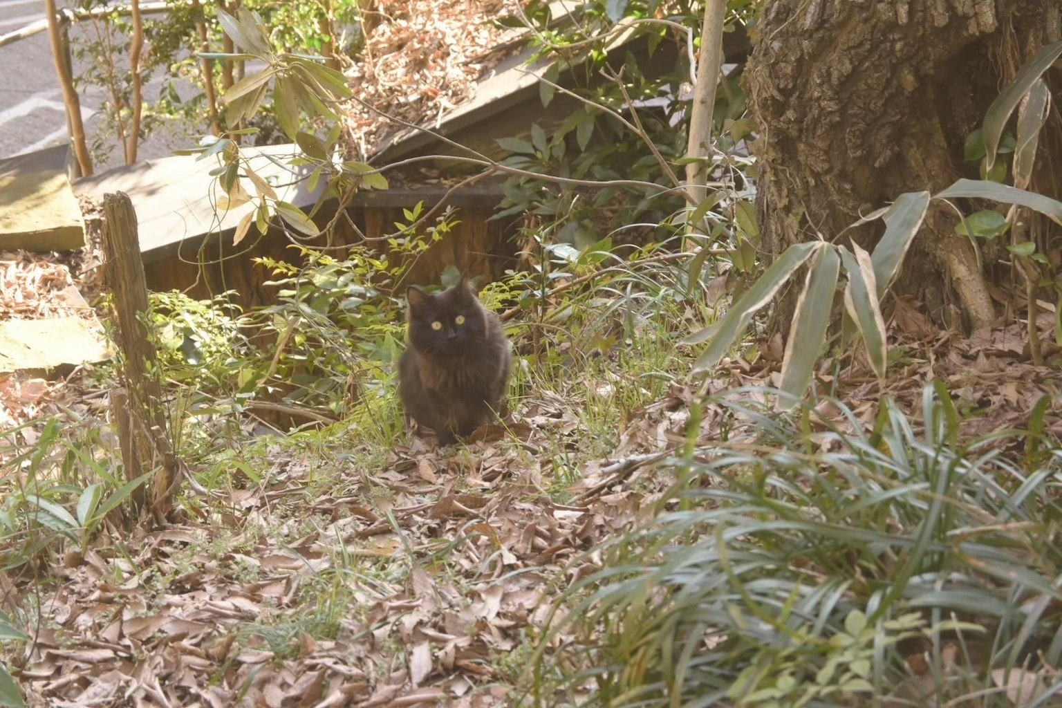 Un gato negro sentado entre plantas verdes en un entorno natural