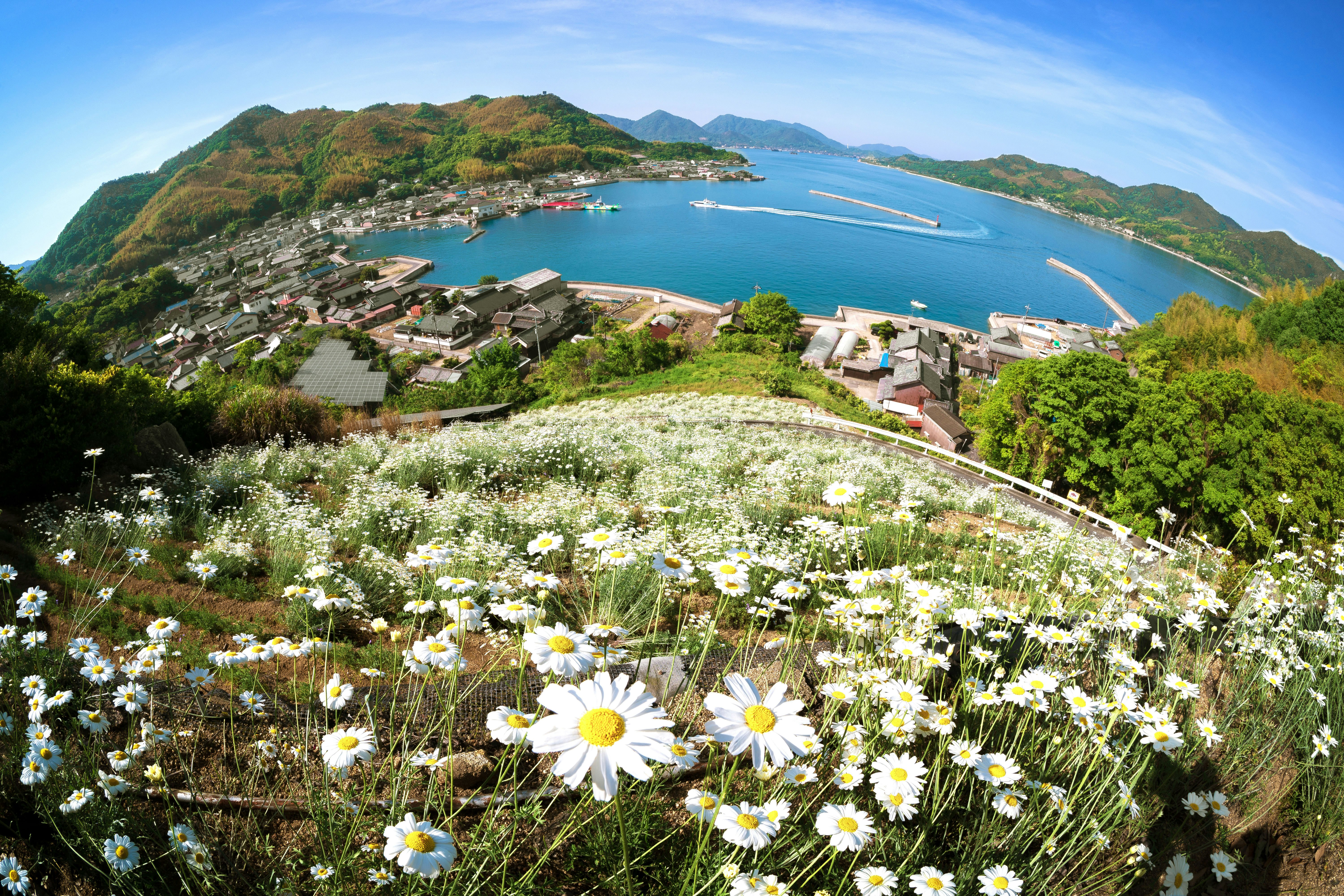 海と山に囲まれた花畑の風景