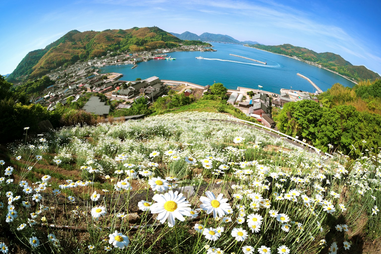 Vue pittoresque d'un champ de fleurs surplombant une baie entourée de montagnes