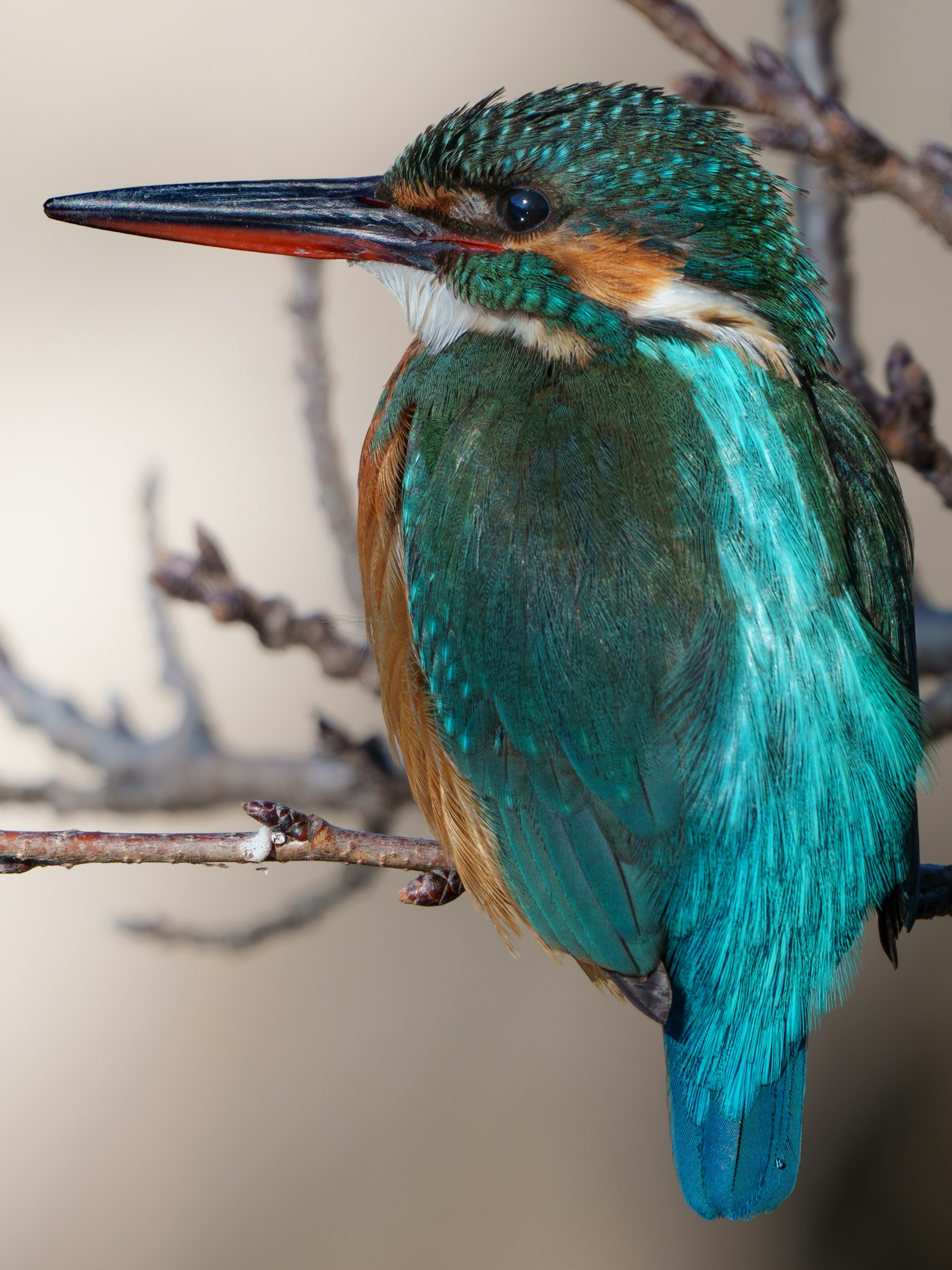 A vibrant kingfisher perched on a branch showcasing its colorful plumage