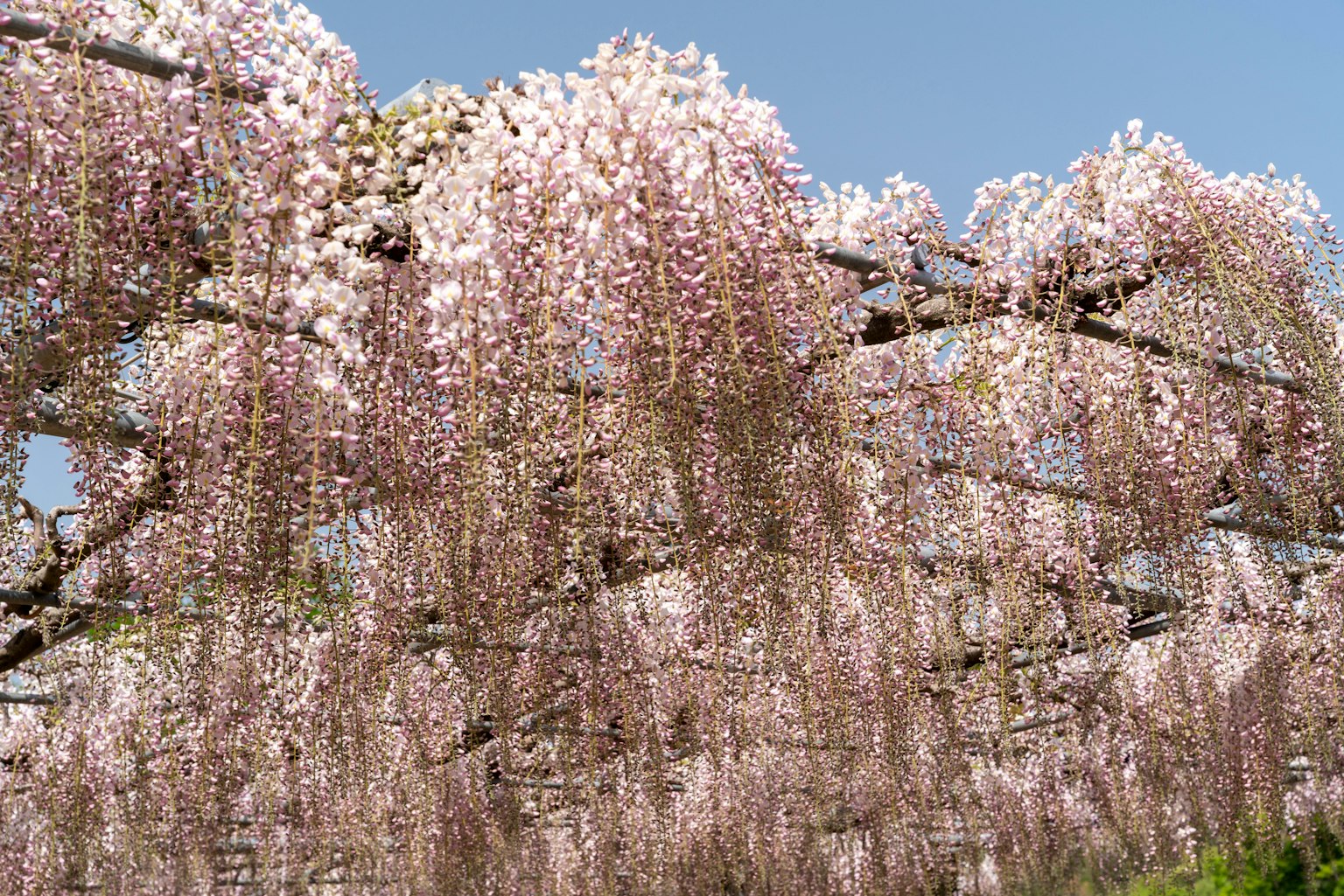 Cảnh đẹp của hoa glycine đang nở