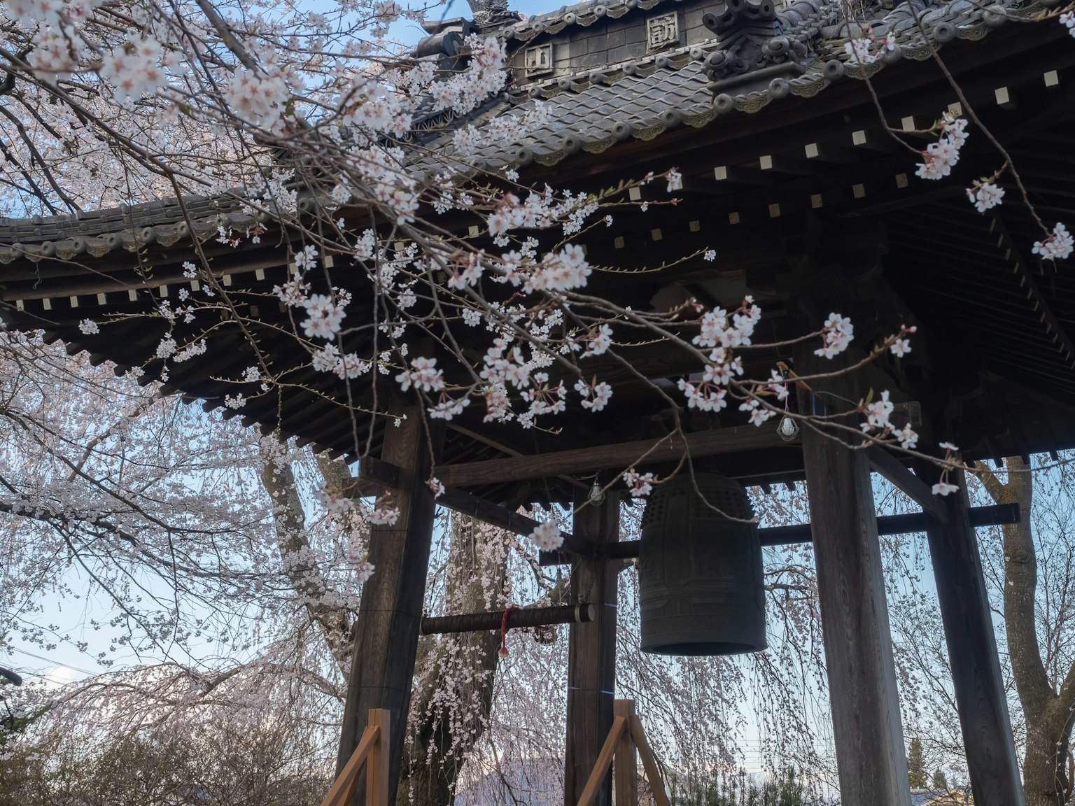 Torre de campana de un templo japonés tradicional con flores de cerezo en plena floración