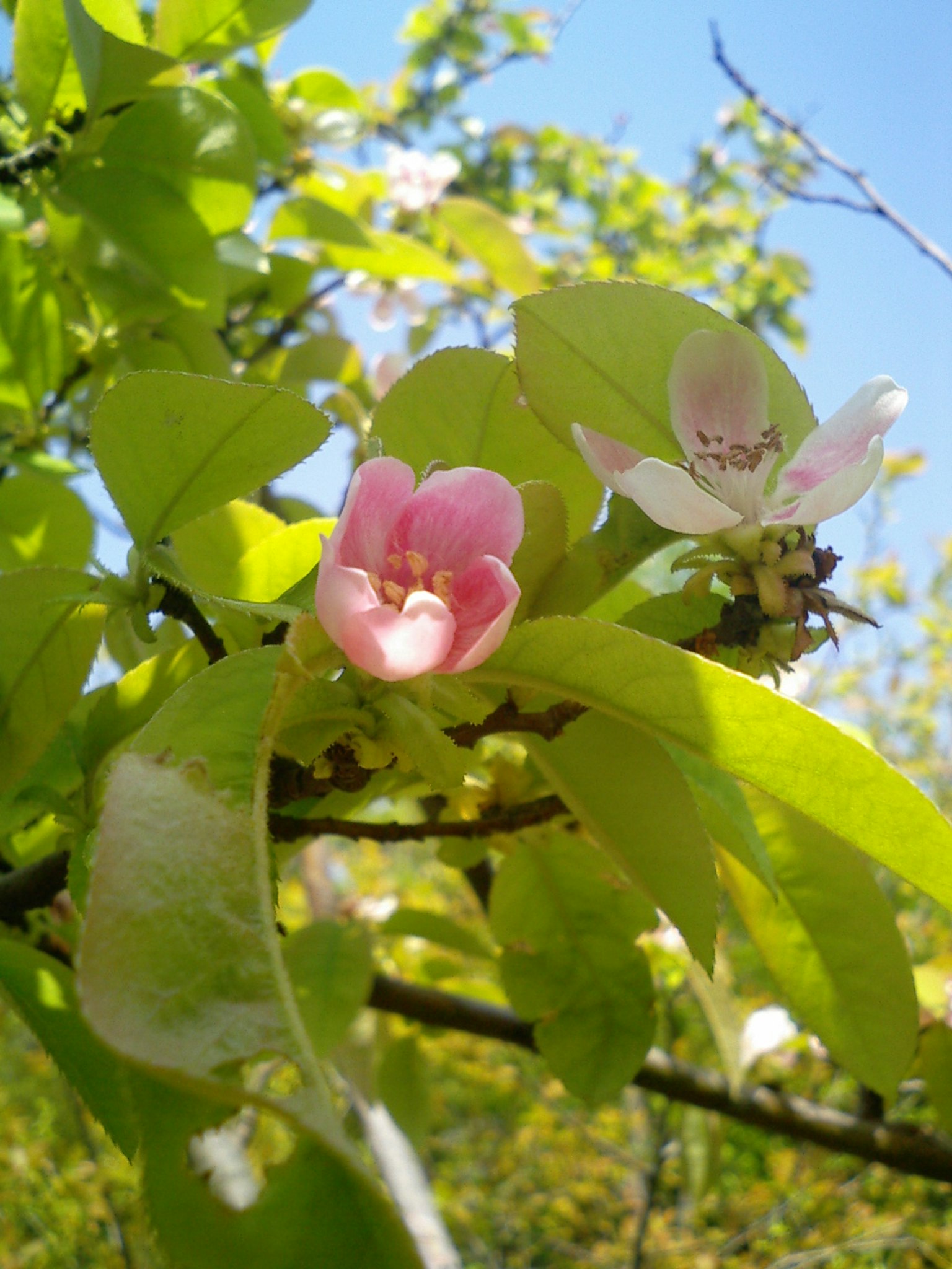 Un ramo con bellissimi fiori rosa e foglie verdi