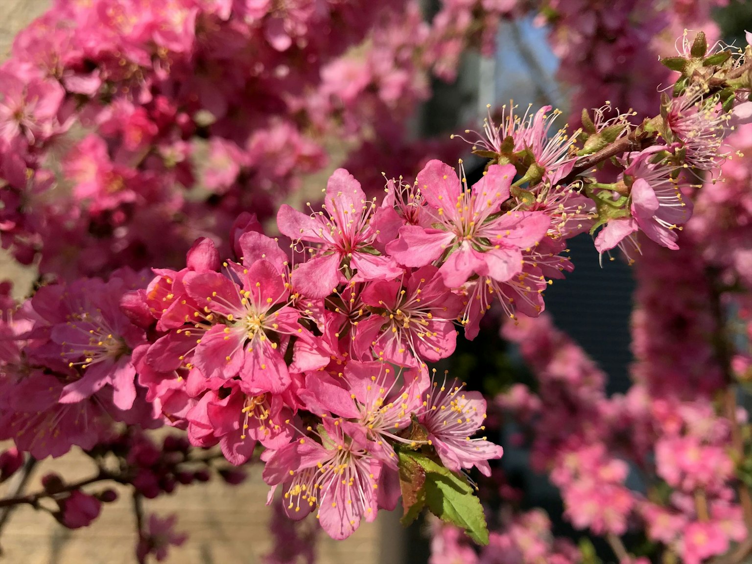Primer plano de una rama con hermosas flores rosas