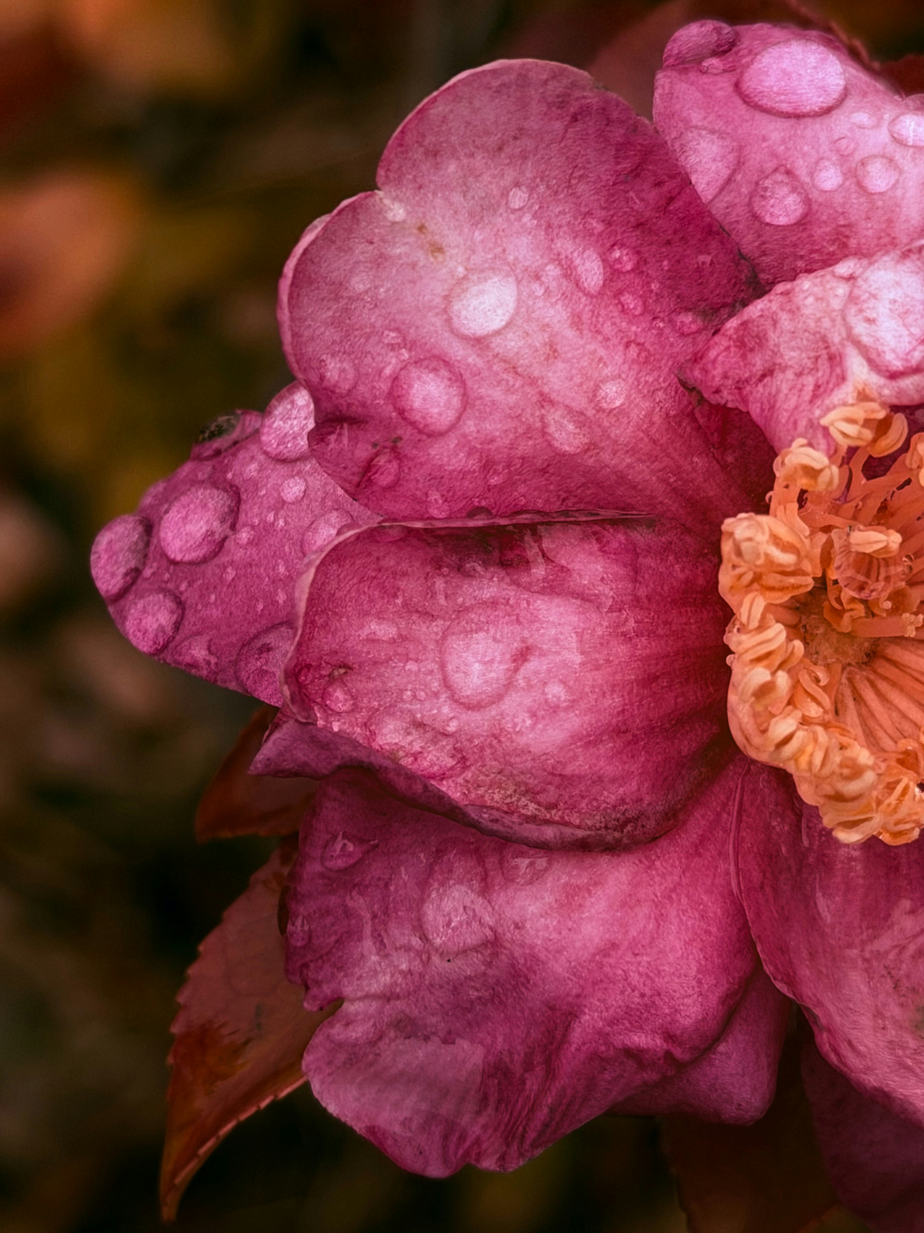 雨粒のついたピンクの花びらが寄り添う花