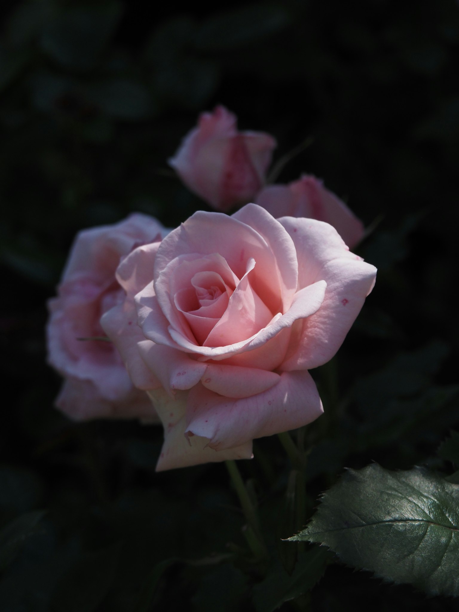 Rosas rosadas delicadas iluminadas contra un fondo oscuro