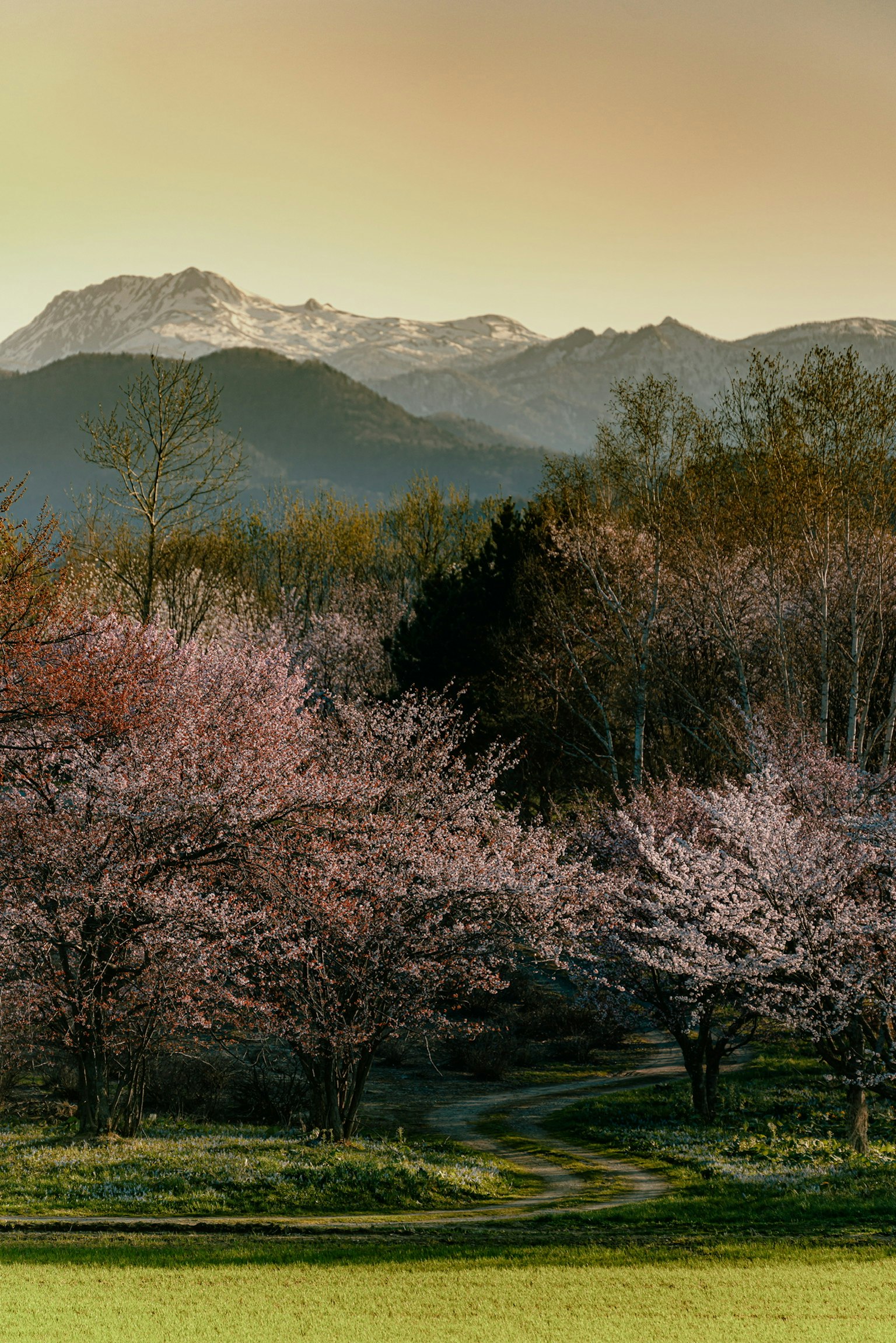 Landscape featuring cherry blossom trees and snow-capped mountains