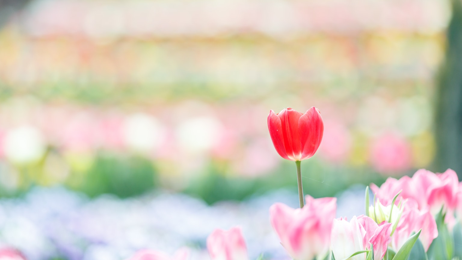 Lebendige rote Tulpe in einem bunten Blumengarten