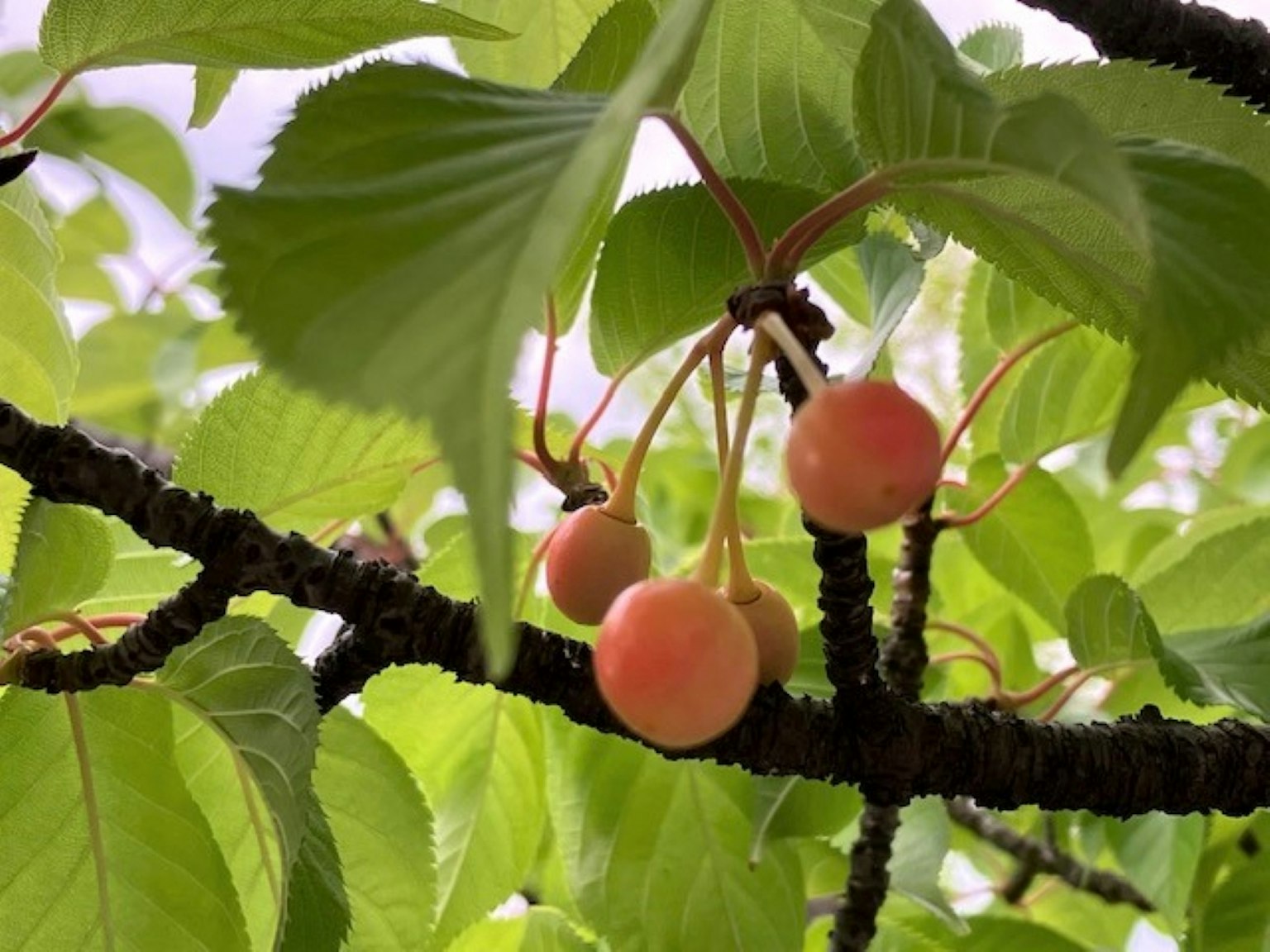 Rami con frutti rosa appesi tra foglie verdi