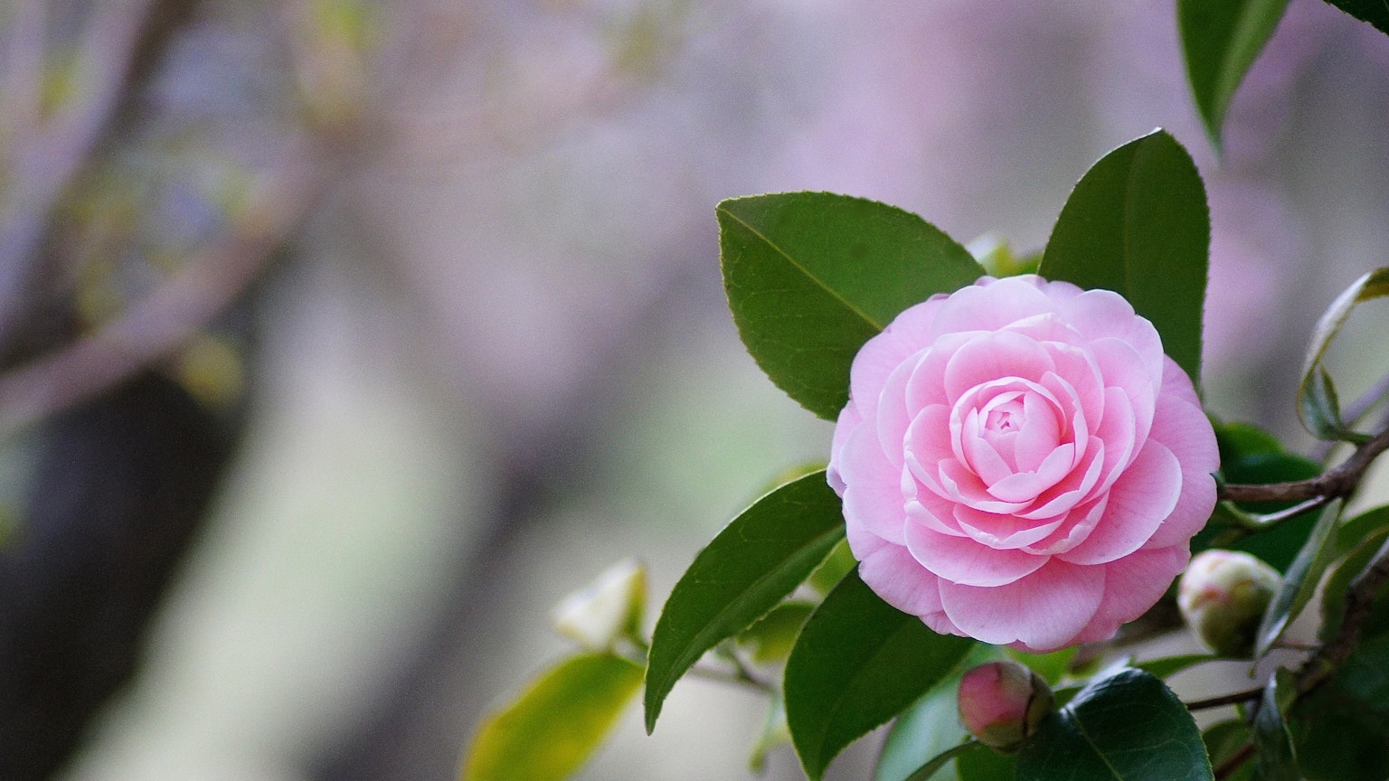 Hoa trà hồng nhạt bao quanh bởi lá xanh