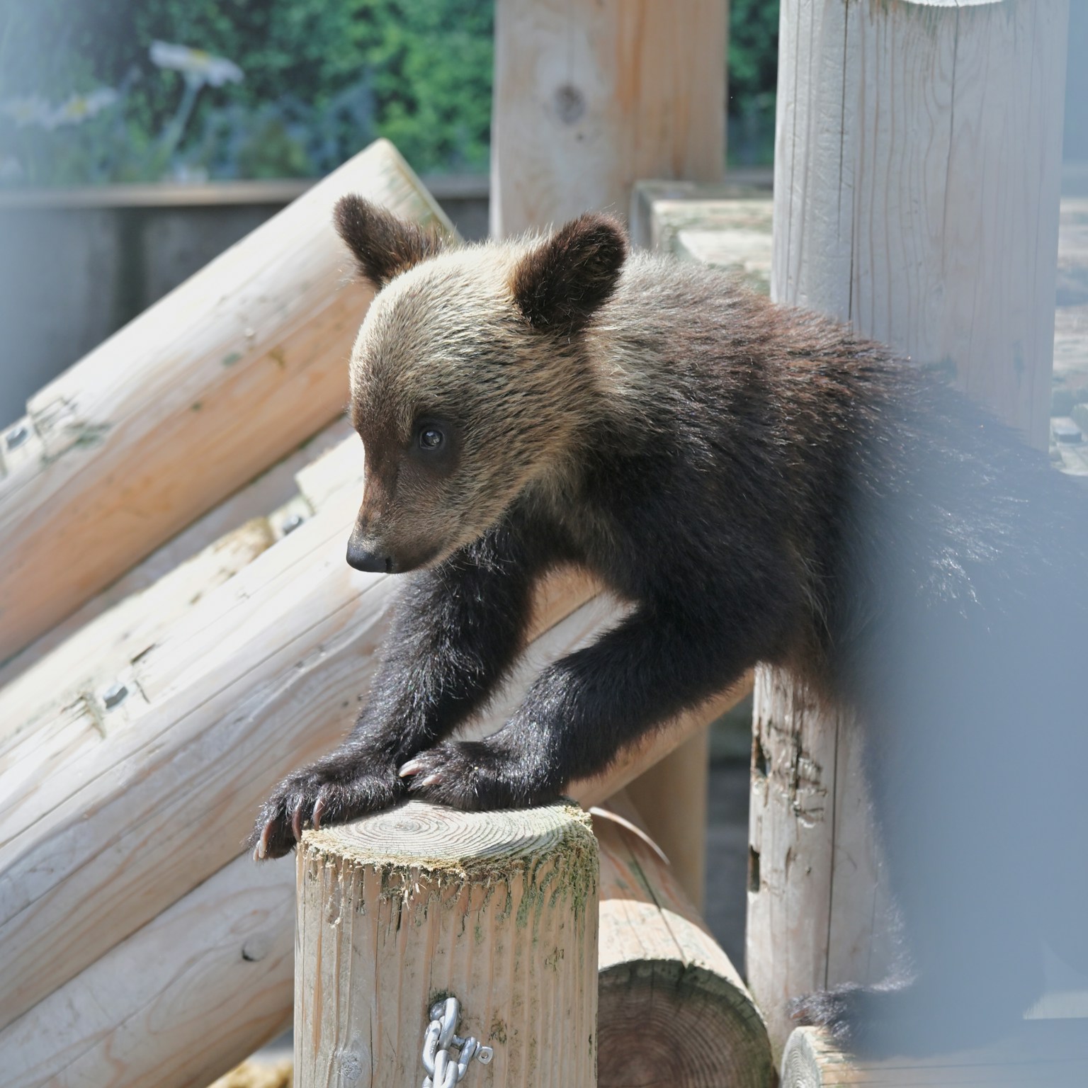 A small bear sitting on a log with wooden structures in the background