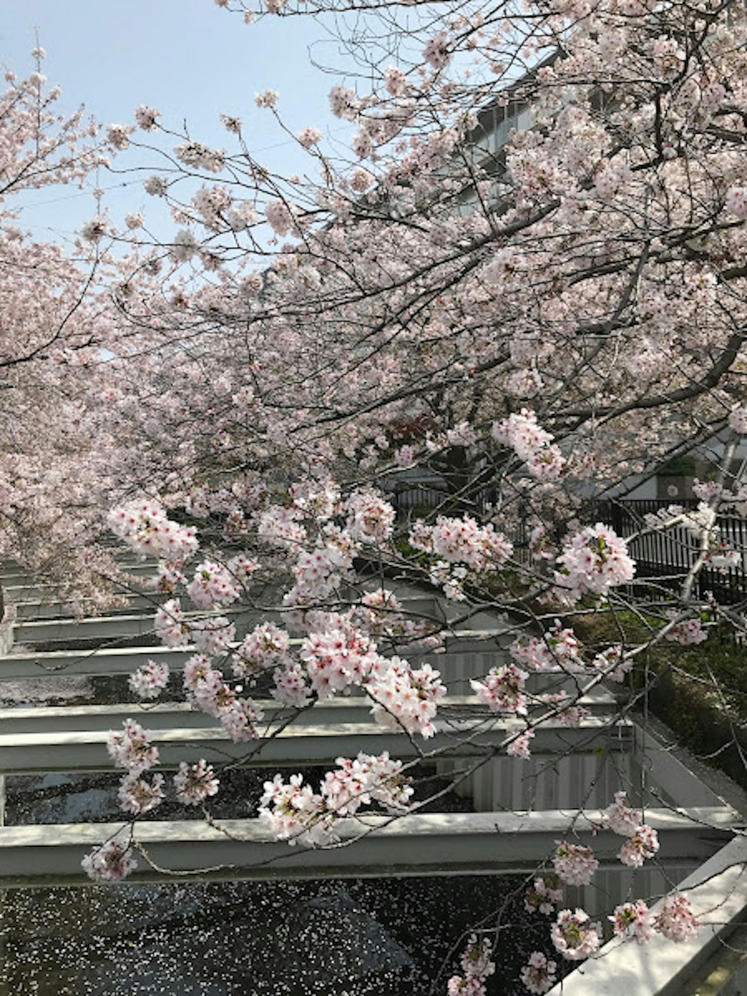 Flores de cerezo en flor con pétalos en la superficie del agua