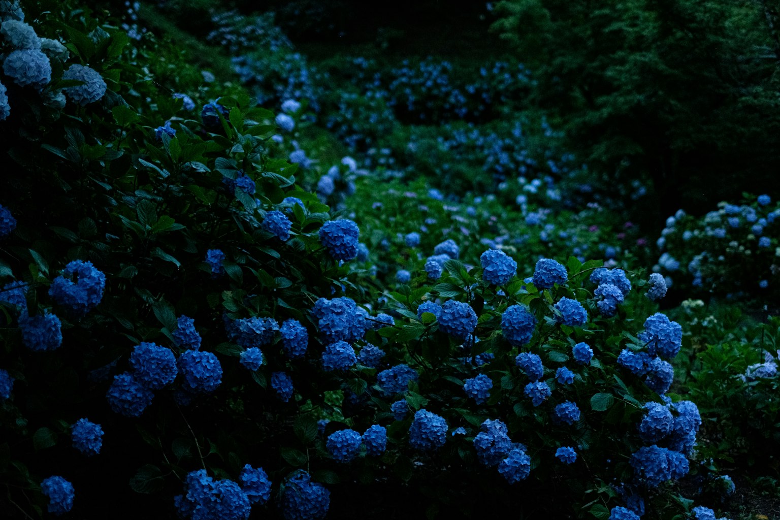 Dunkle Gartenszene mit blühenden blauen Hortensien