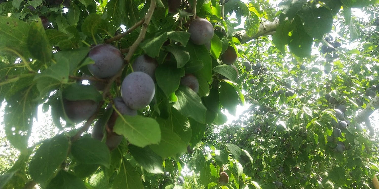 Lila Pflaumen hängen von einem Obstbaum umgeben von grünen Blättern
