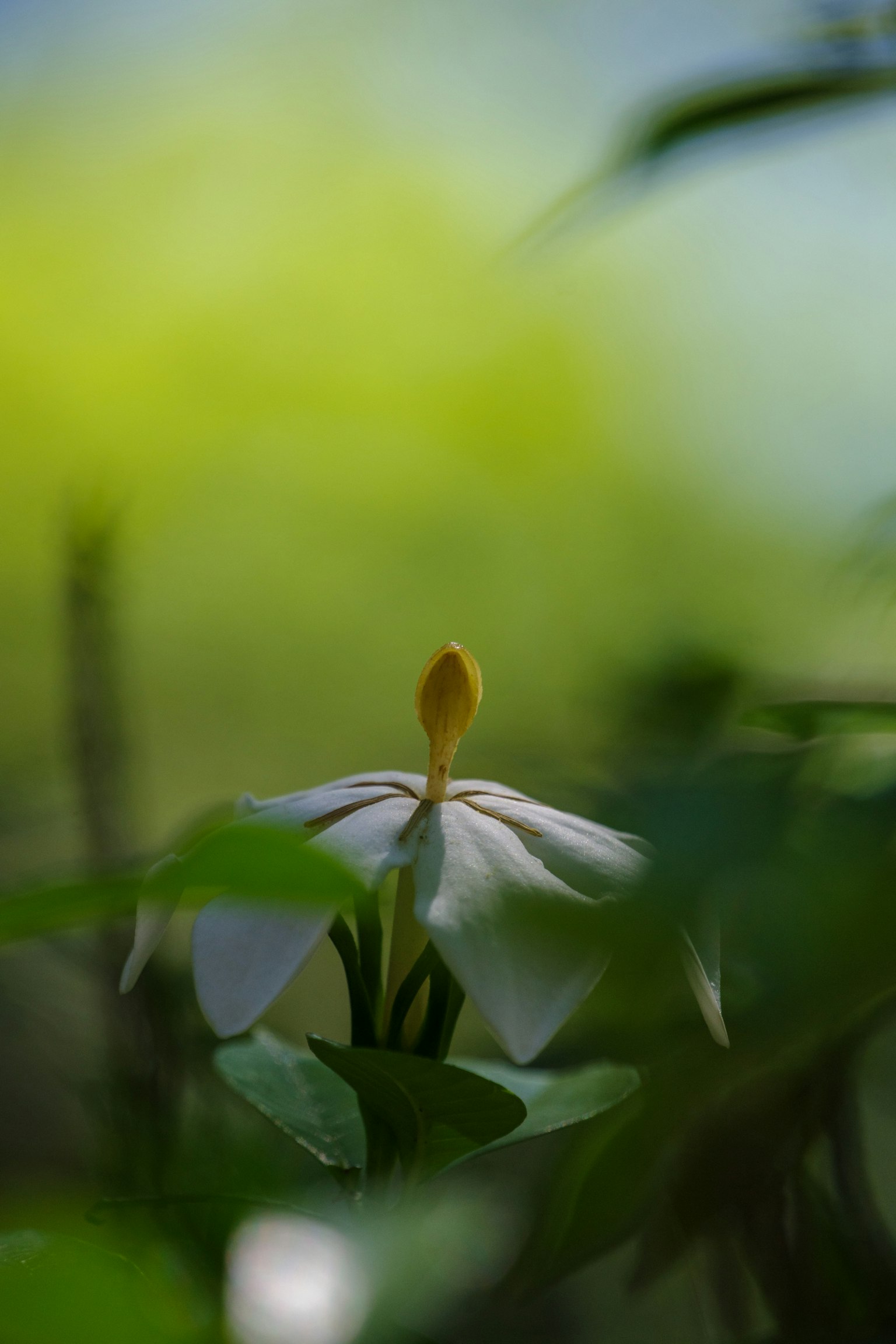 Un fiore bianco circondato da foglie verdi in un ambiente sereno