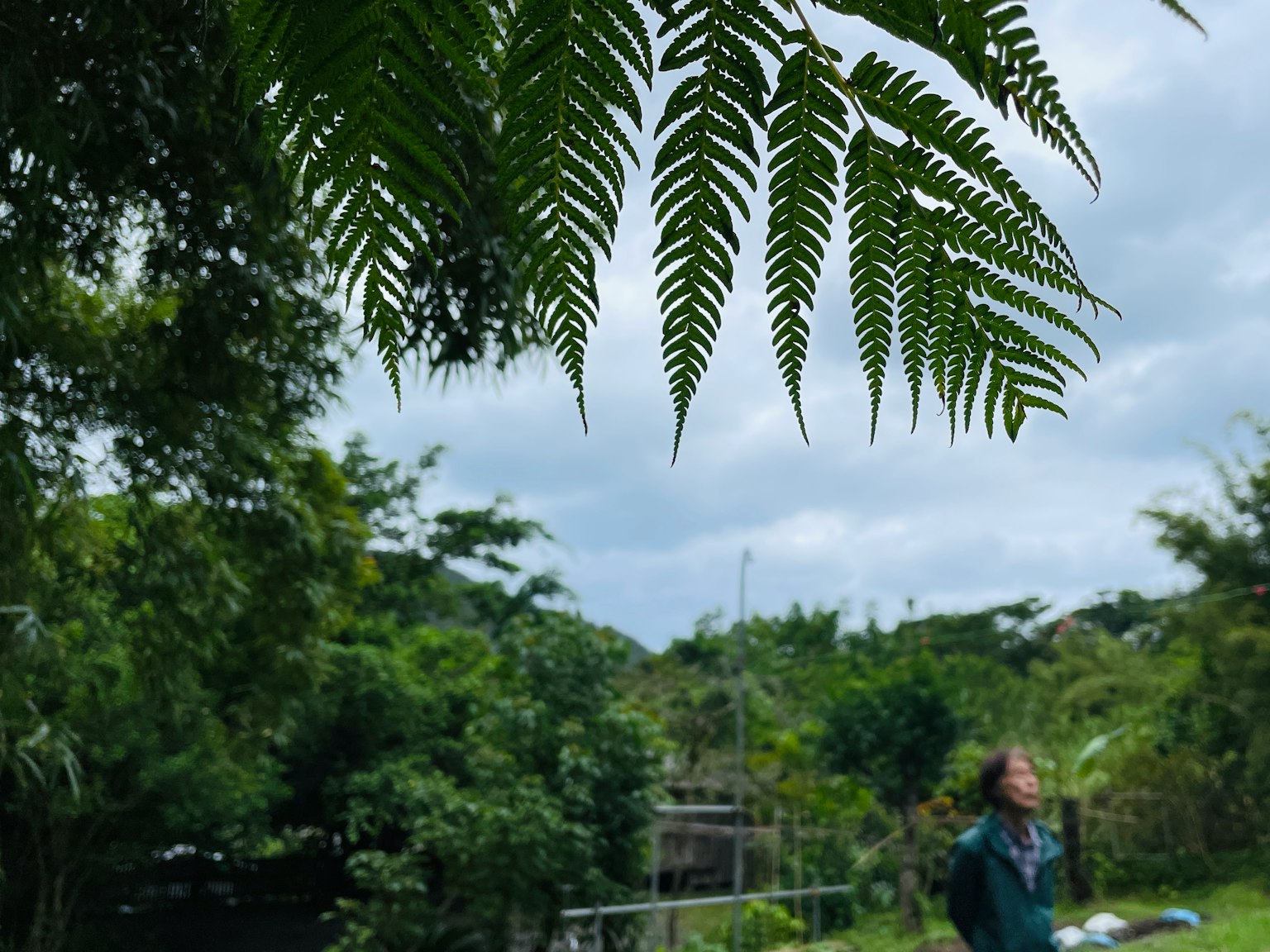 一位女性站在郁郁葱葱的背景中，前景是蕨类植物