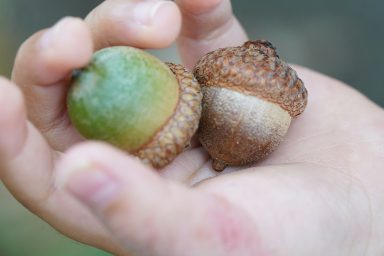 Two acorns held in a hand one green and one brown