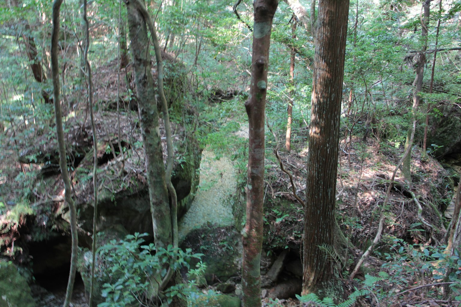 Üppige Waldszene mit großen Felsen und Bäumen