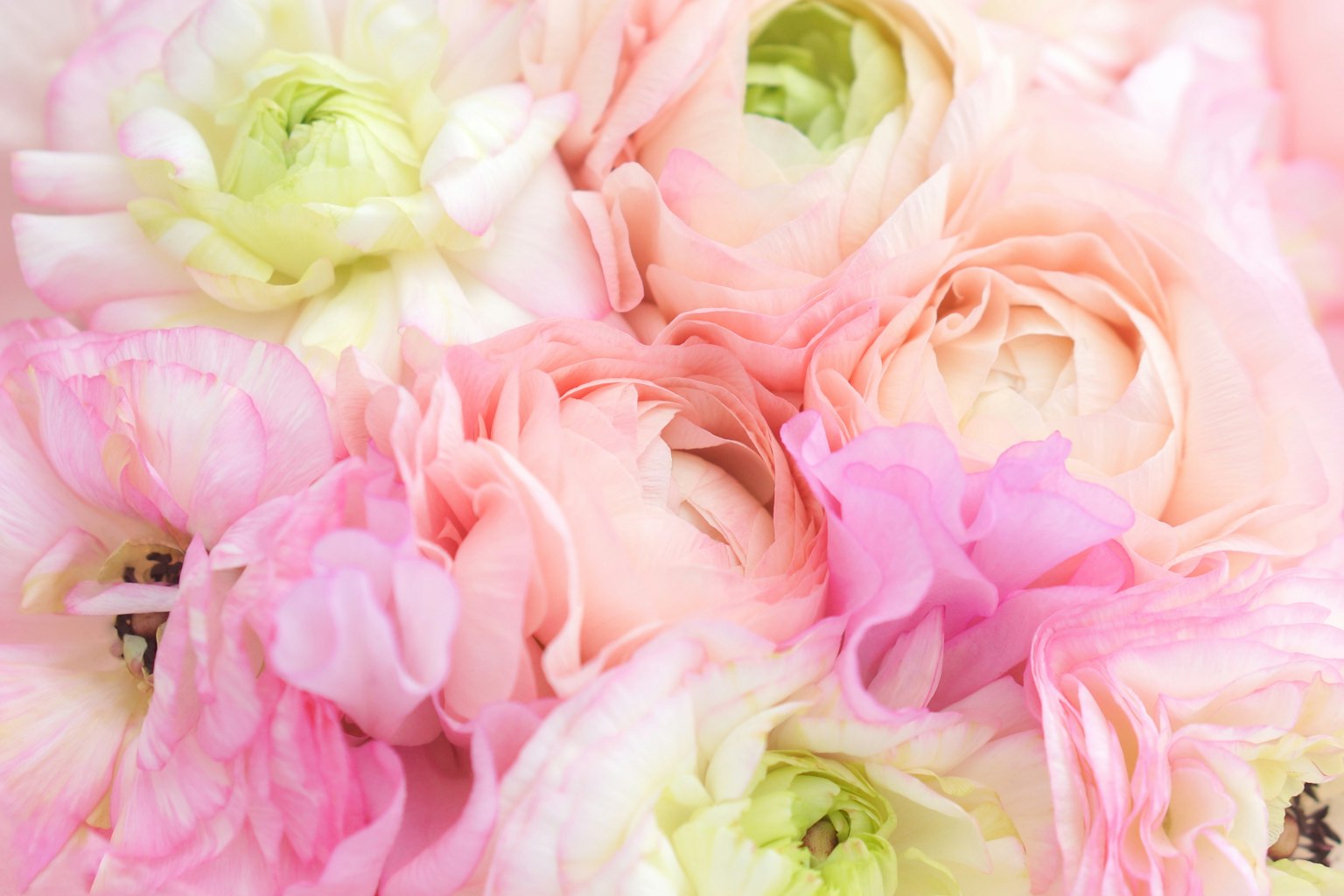 柔和的粉色和绿色花瓣特写