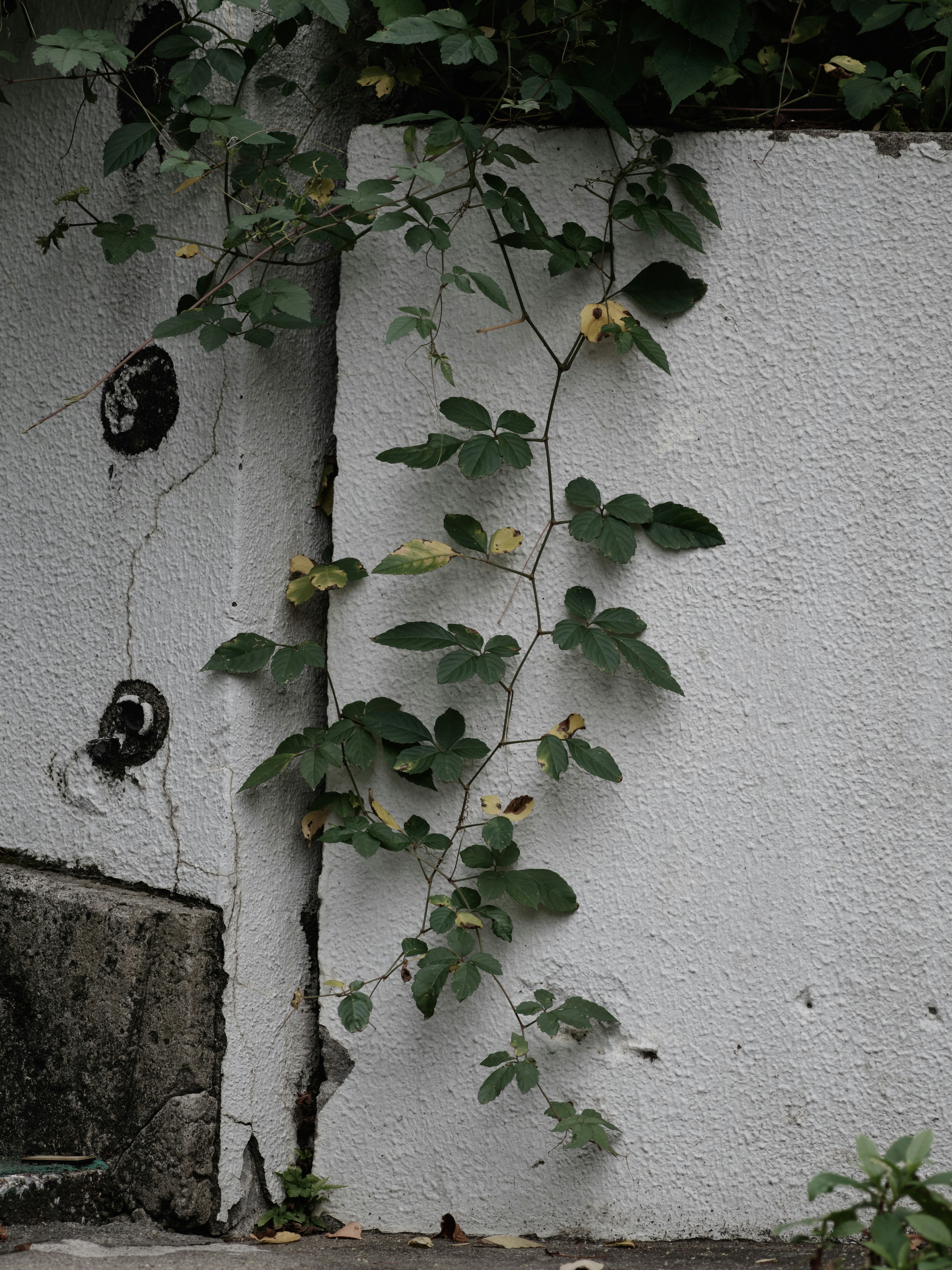 vines and leaves climbing a white wall