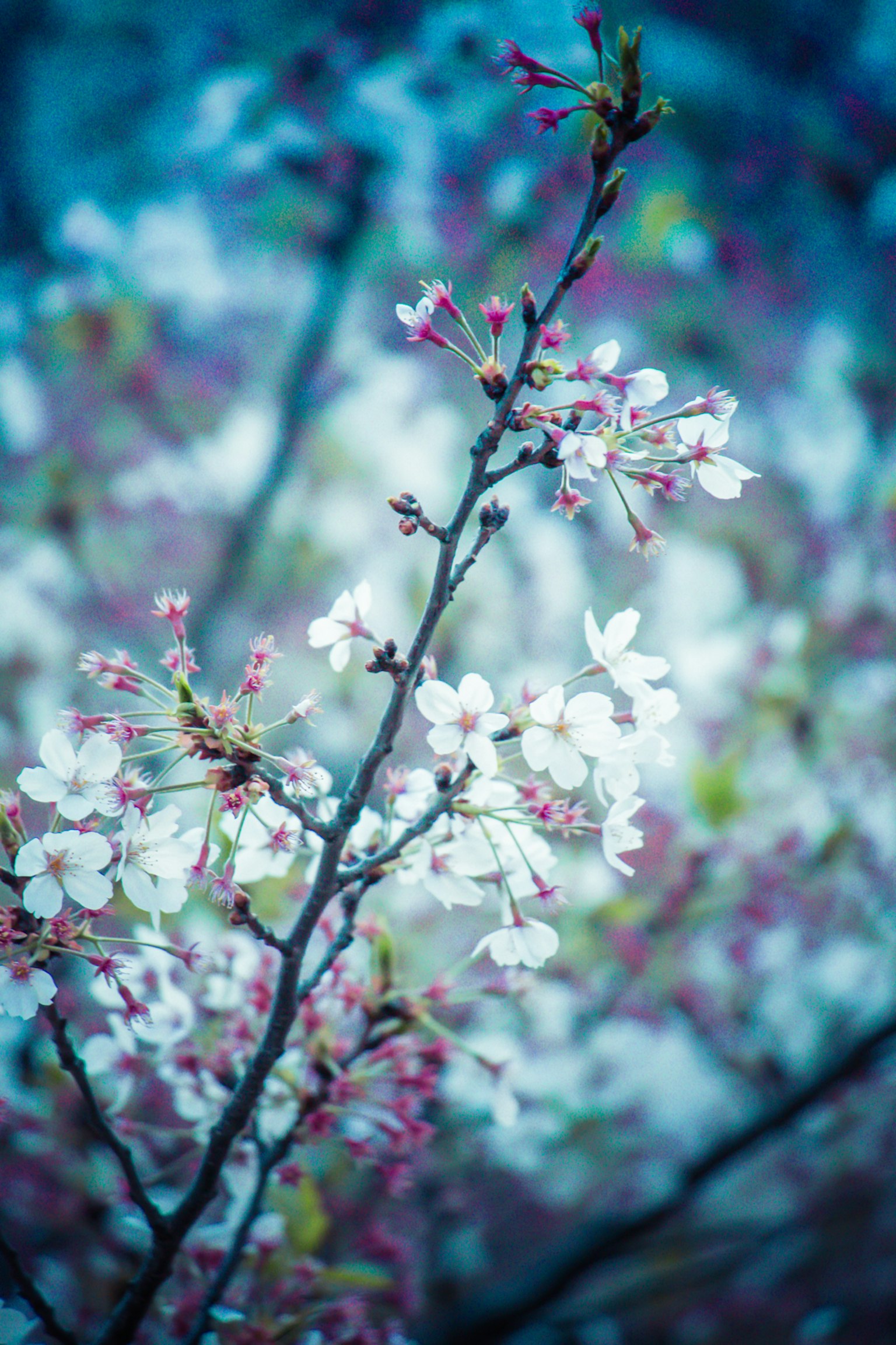 Zweig mit blühenden Kirschblüten vor blauem Hintergrund