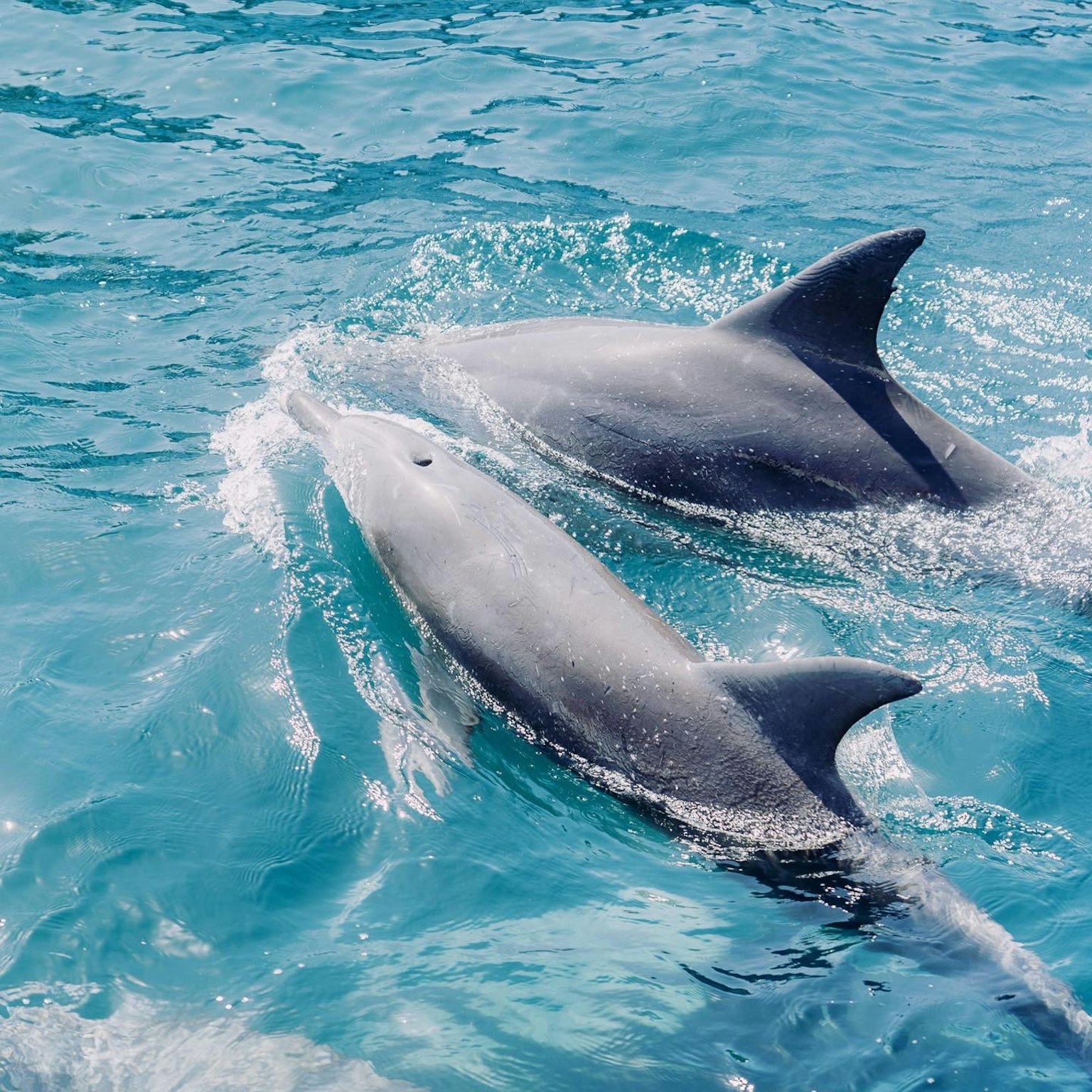 Two dolphins swimming in the blue ocean