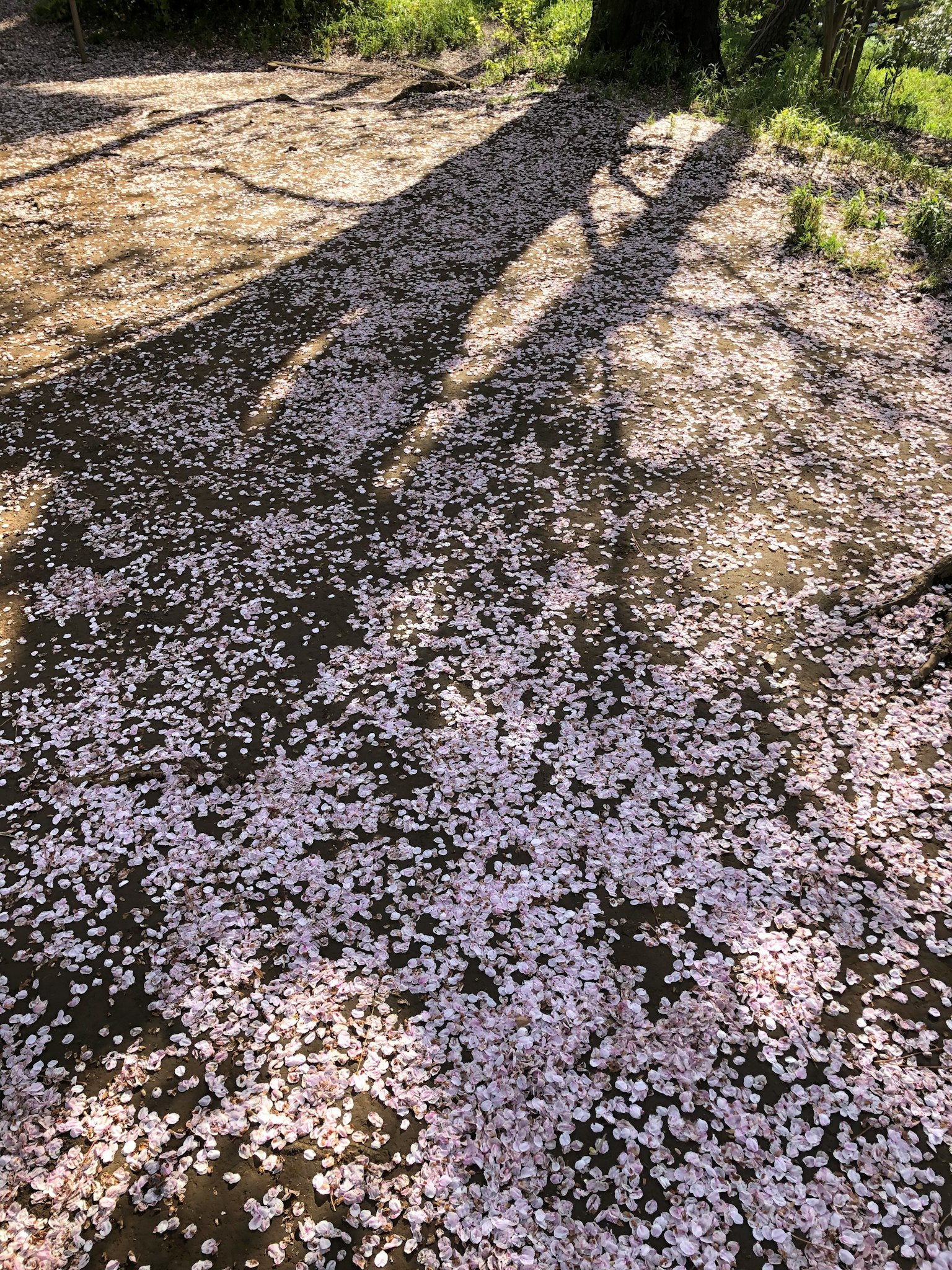 樱花花瓣覆盖地面，树影投射