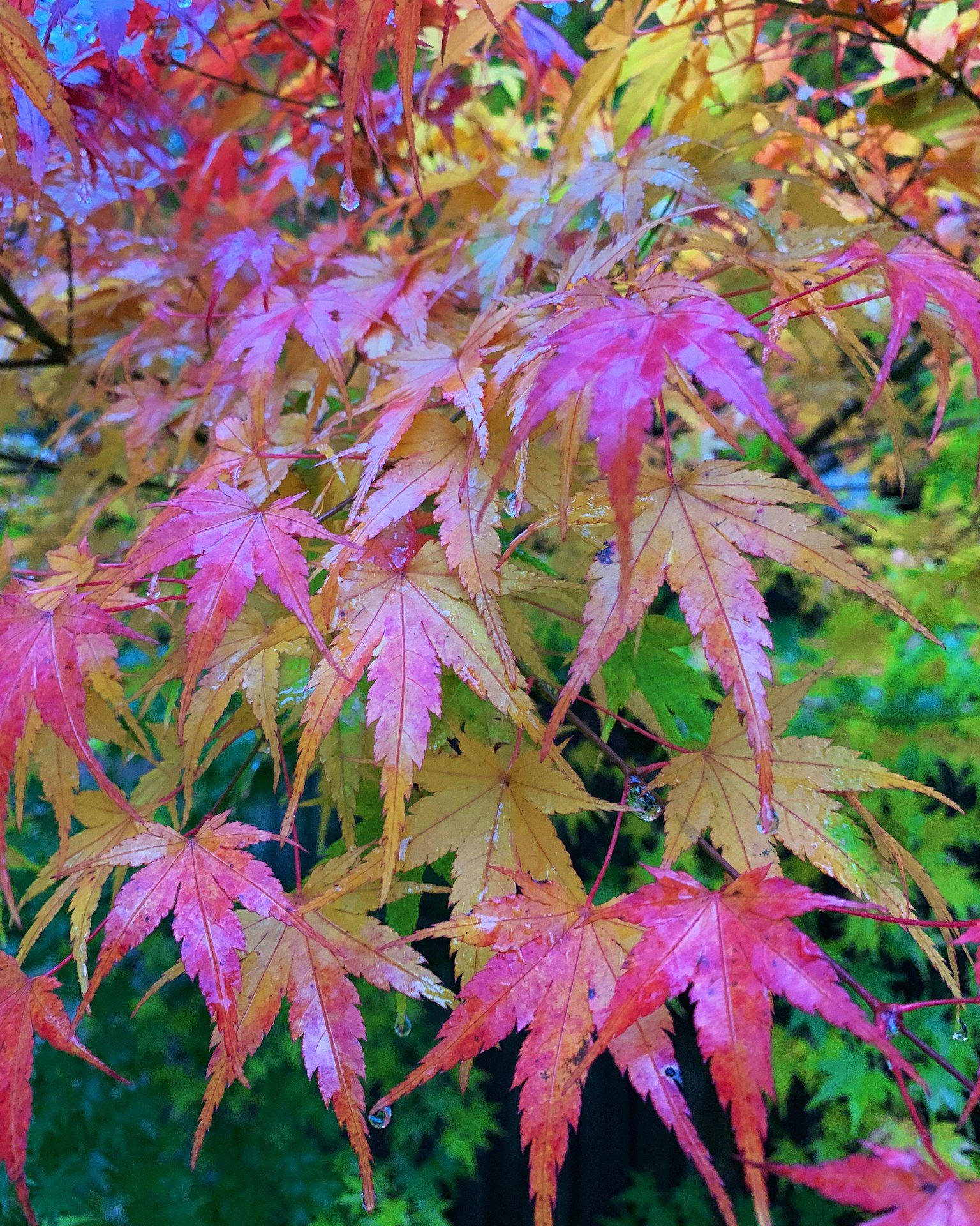 五彩斑斓的枫叶展现秋天的美丽