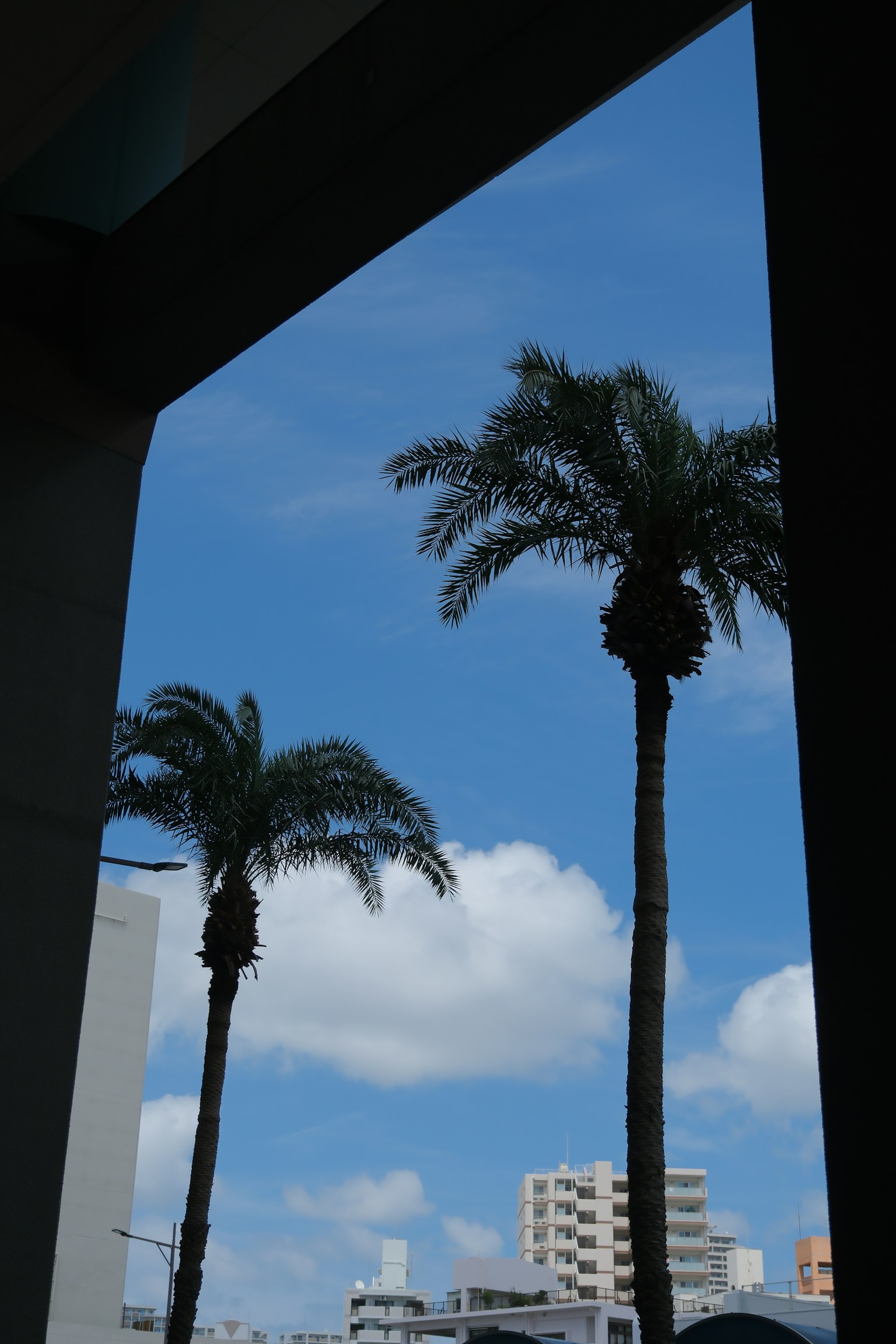 Vista di palme contro un cielo blu