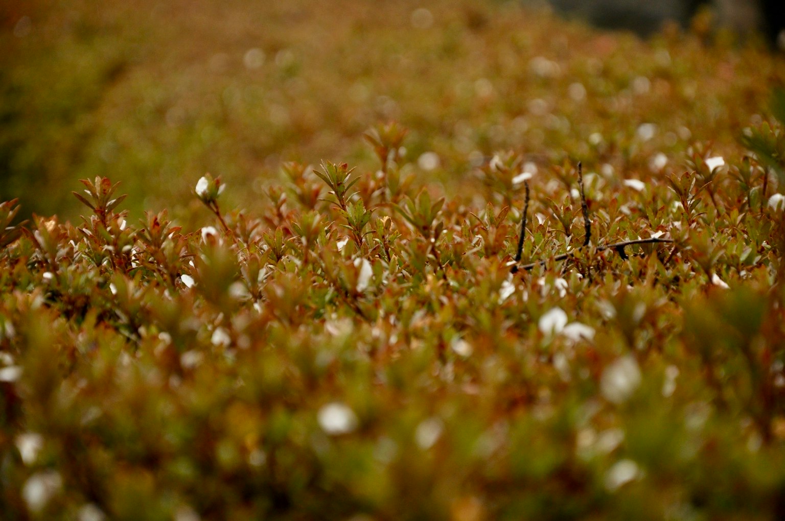 Paysage avec des plantes brunes et des fleurs blanches éparpillées