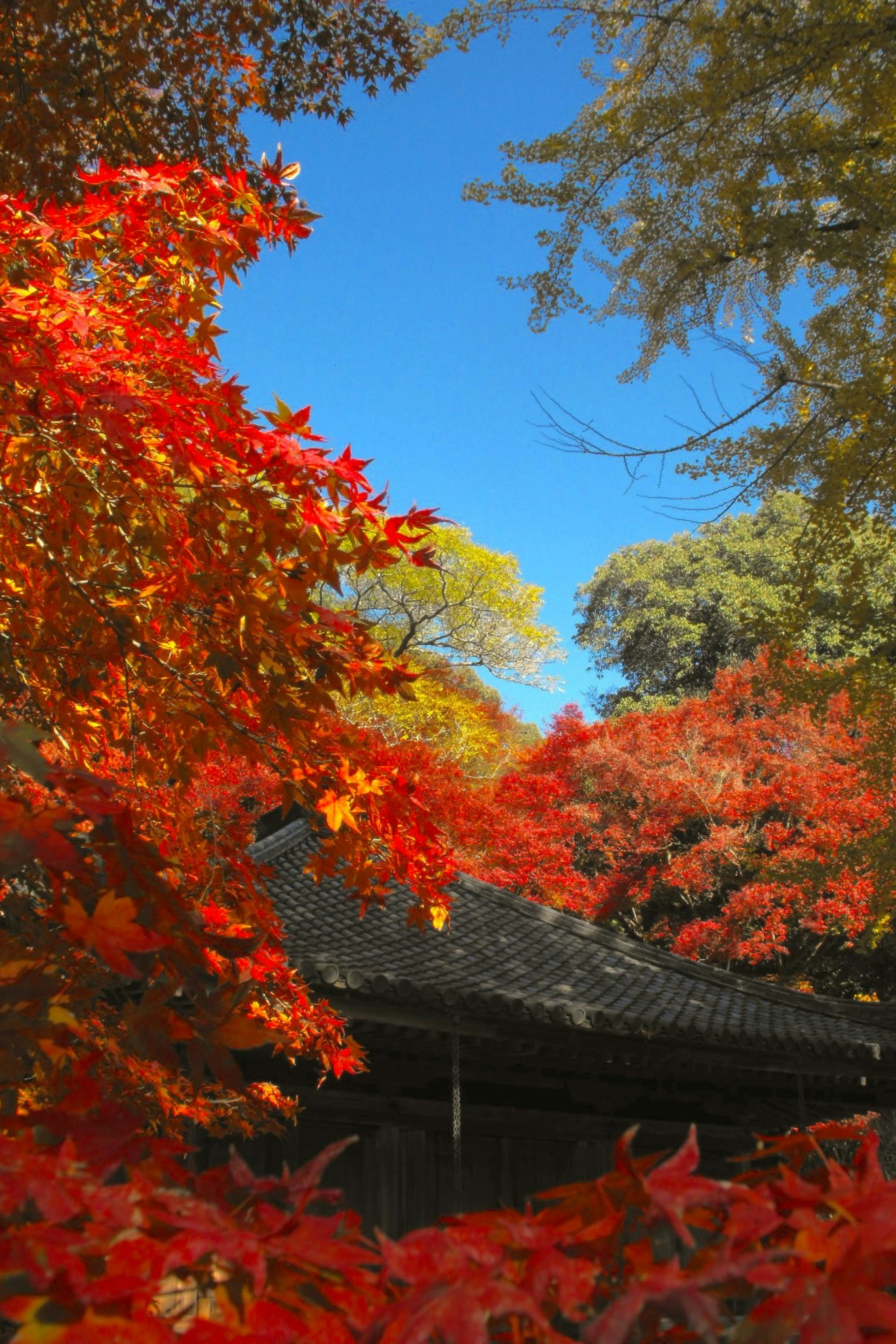 秋の富貴寺の紅葉と寺の屋根