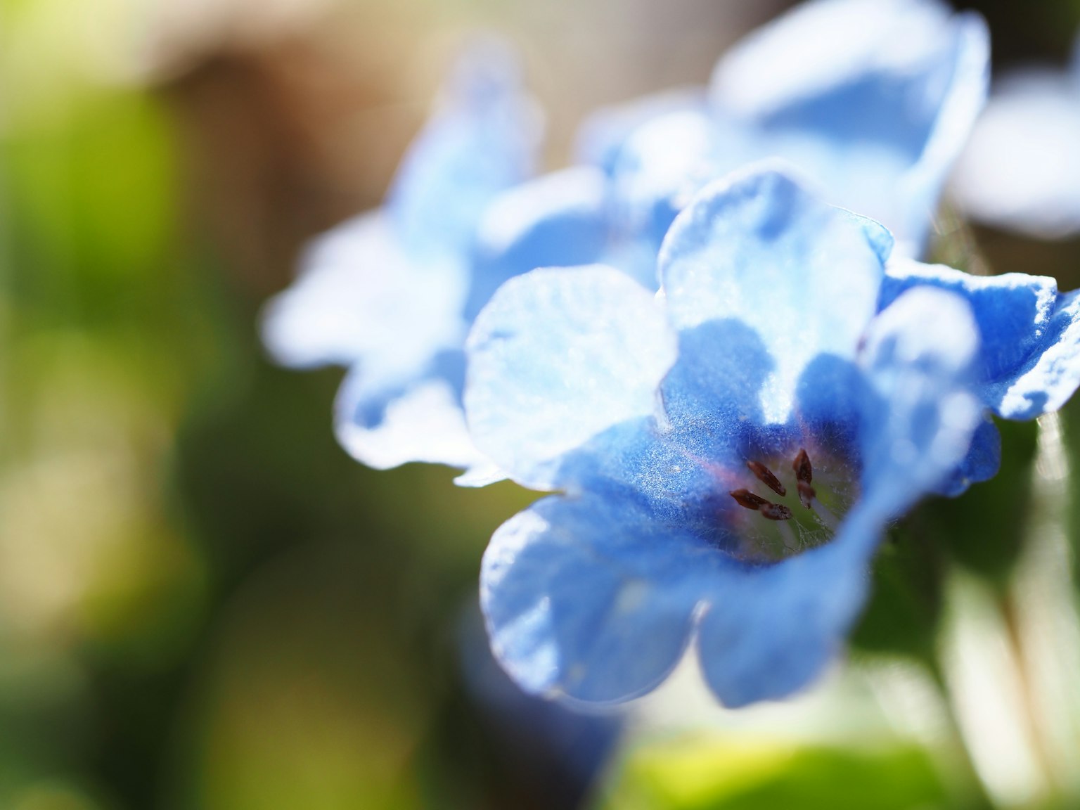 Primer plano de una flor azul con un fondo desenfocado