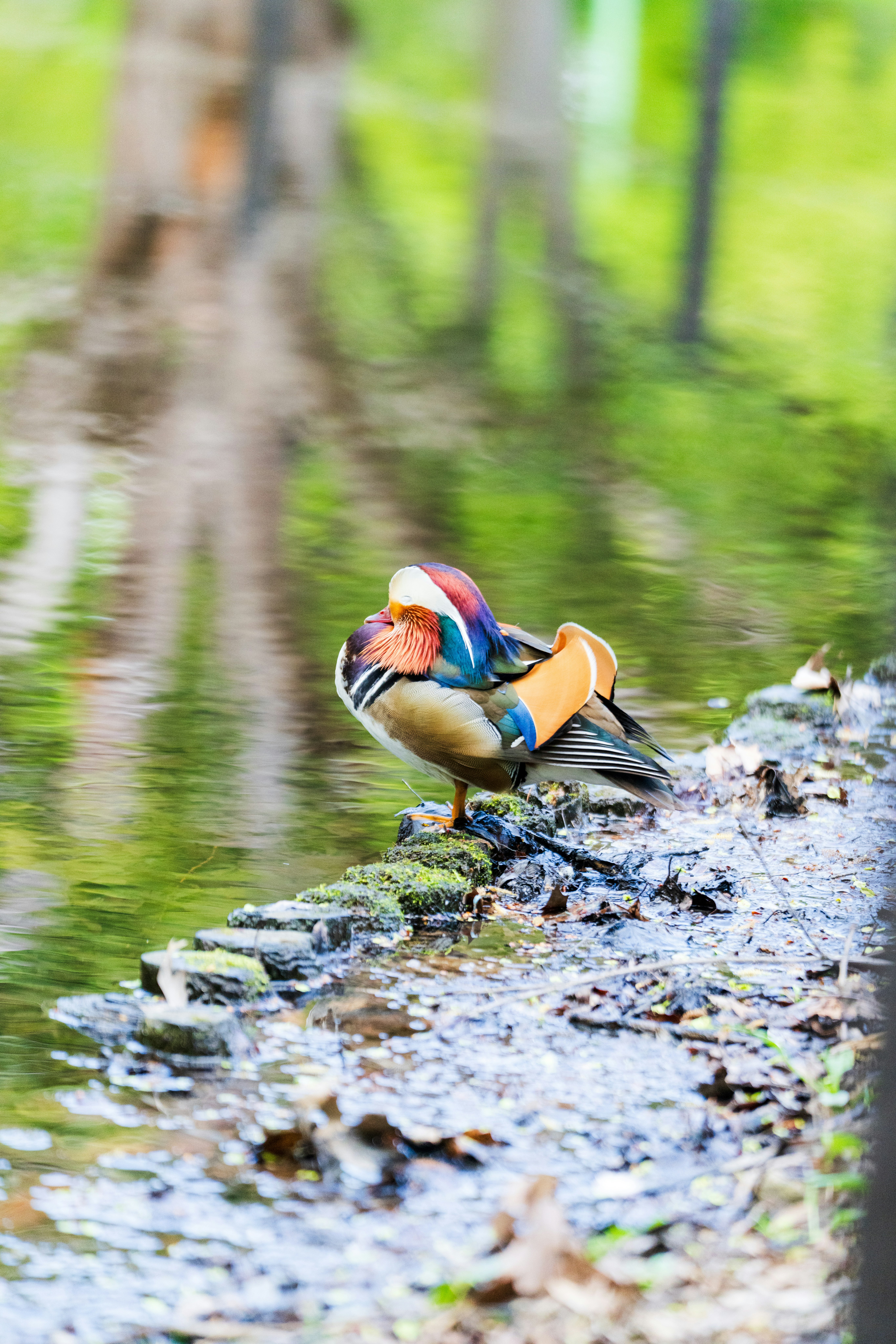 小川のほとりで羽を広げるカラフルな鳥