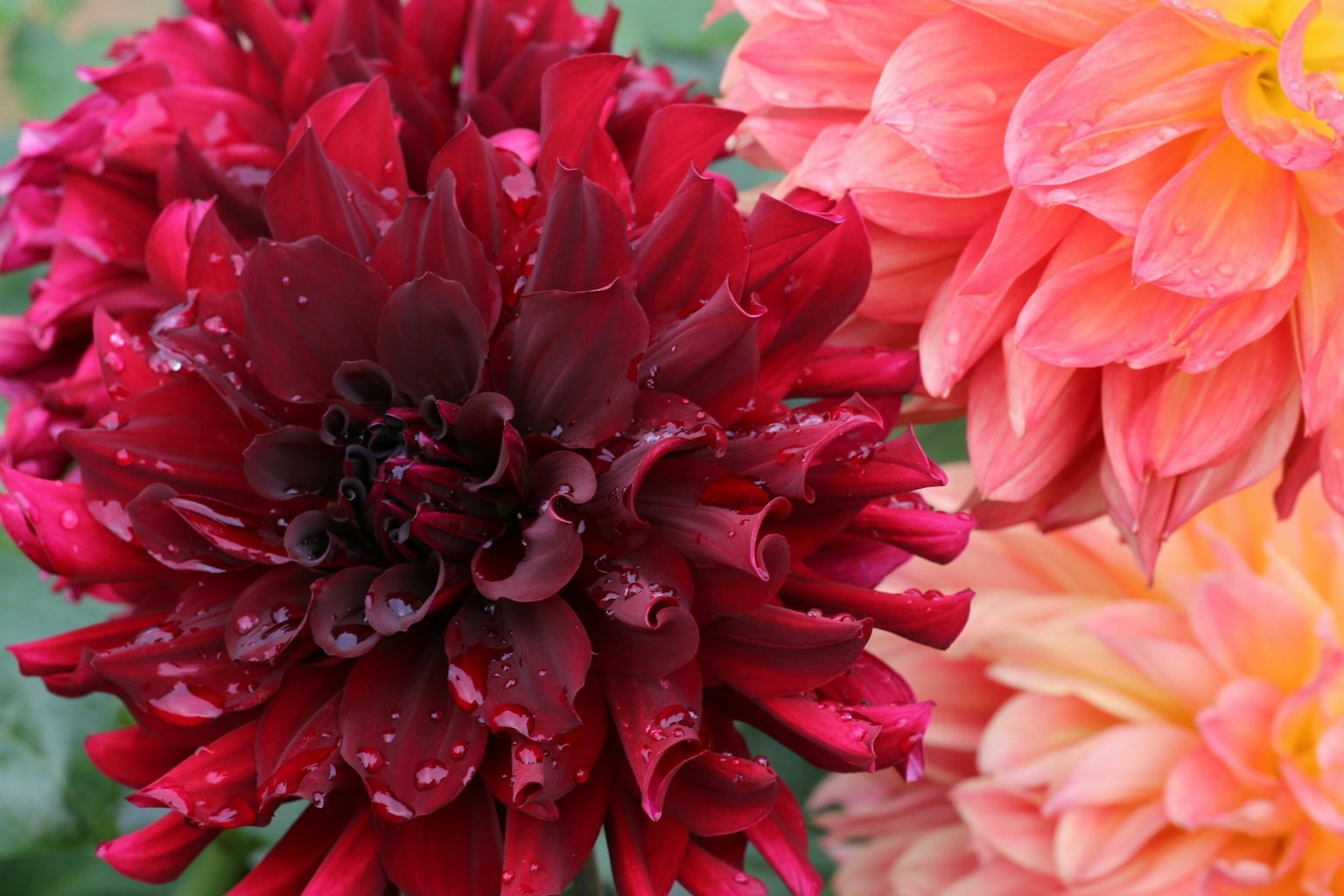 Lebendige rote und orange Dahlienblüten in voller Blüte