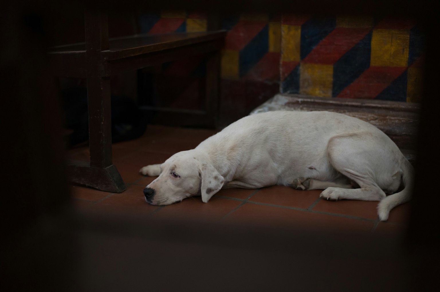 Ein weißer Hund liegt auf dem Boden mit buntem Hintergrund