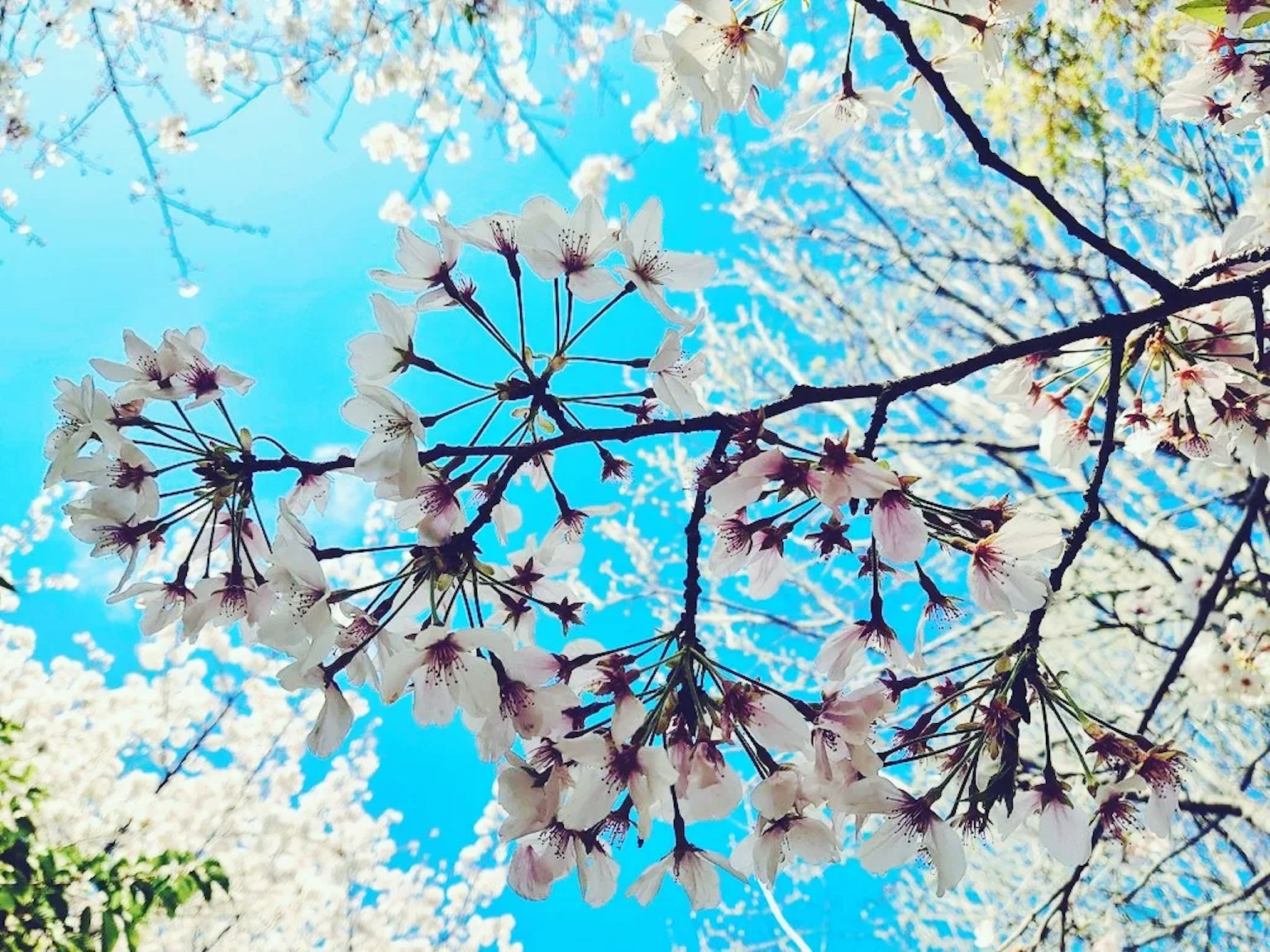 Cherry blossom branch with pink flowers against a blue sky