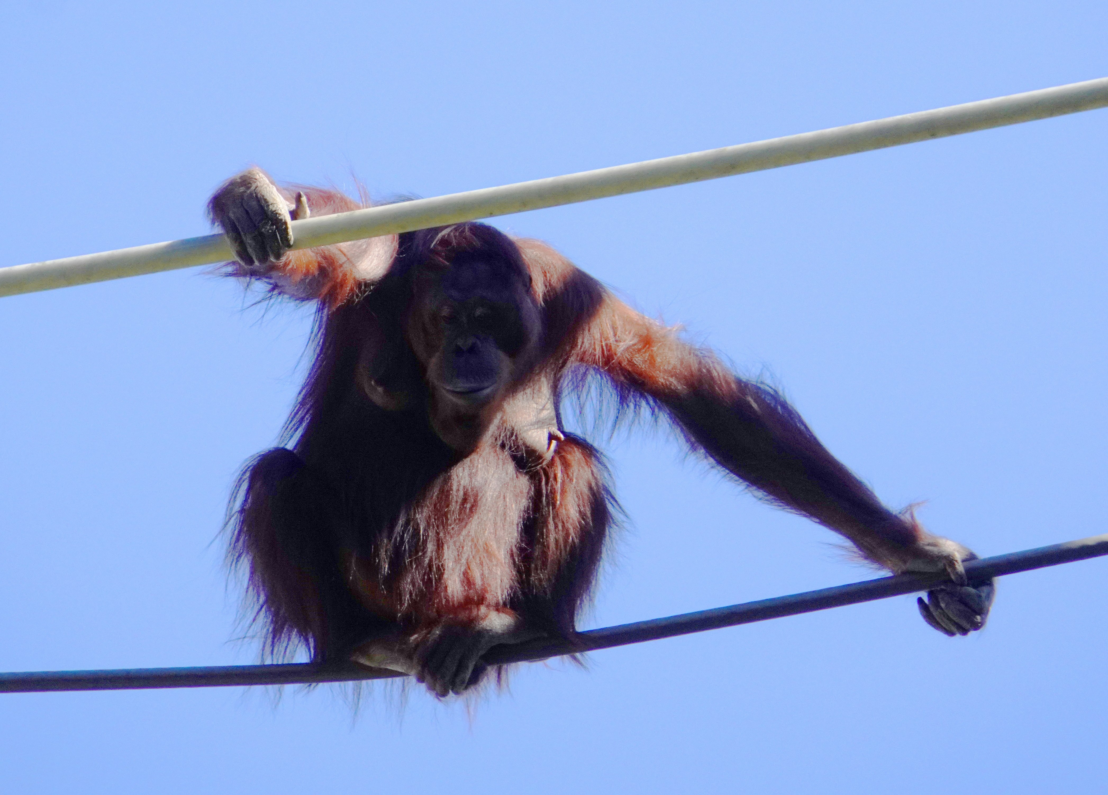 Orangutan-like primate hanging from ropes against a clear sky