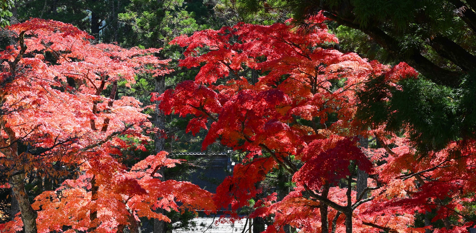 公園中鮮豔紅色秋葉的風景