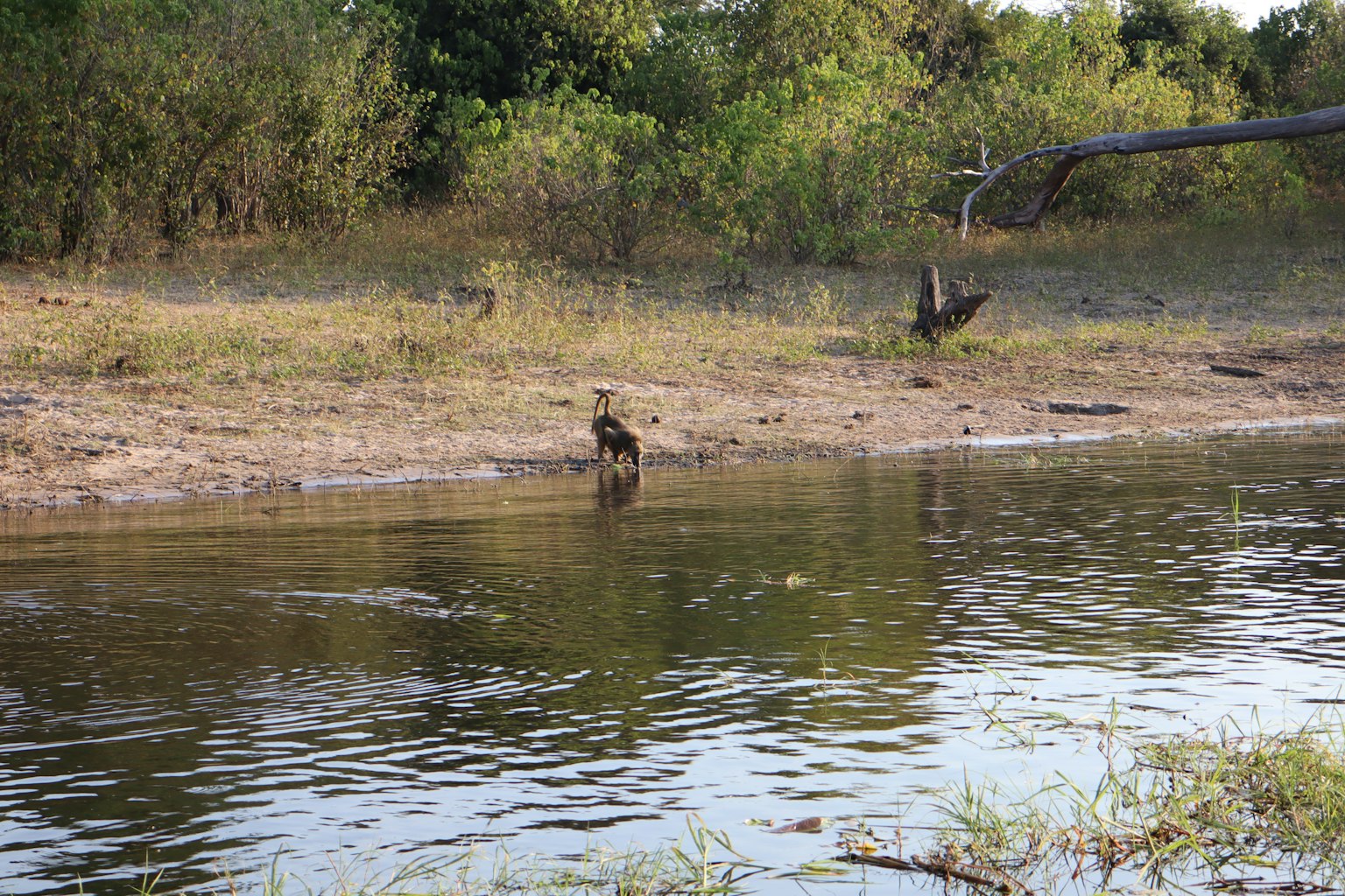 Animale vicino alla riva di un fiume con alberi verdi sullo sfondo