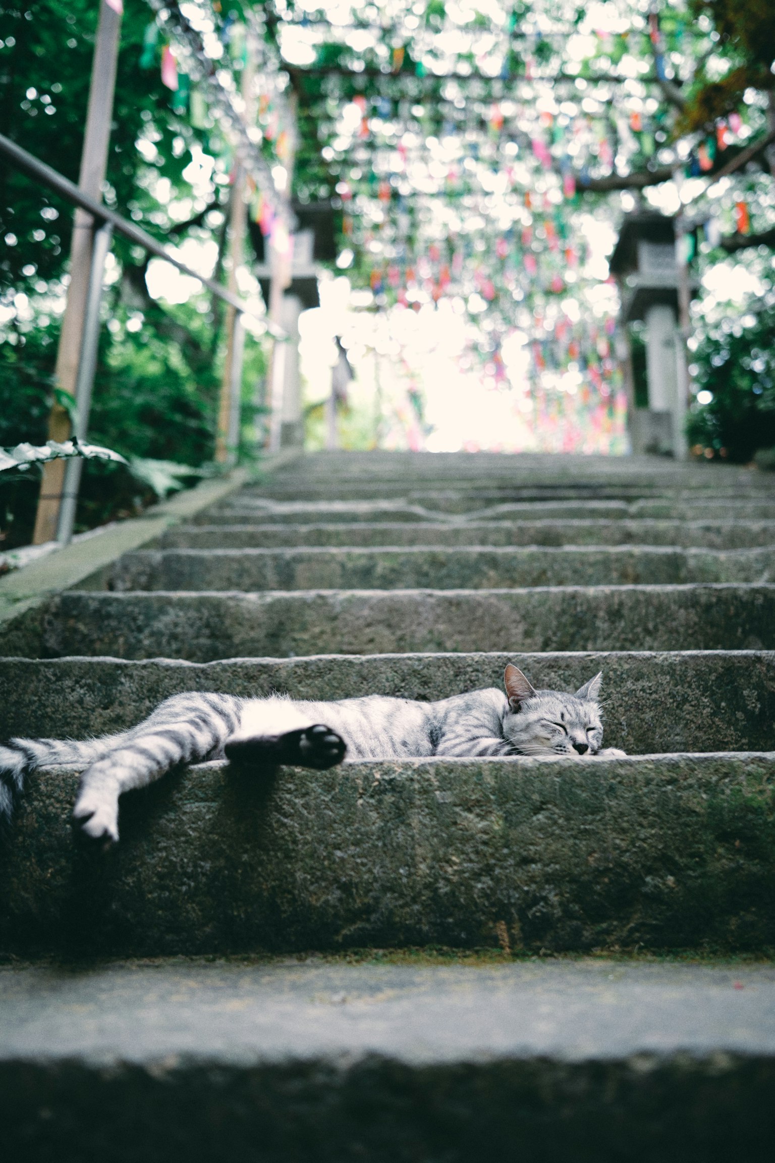 Chat gris allongé sur des escaliers en pierre entouré de verdure et de décorations colorées