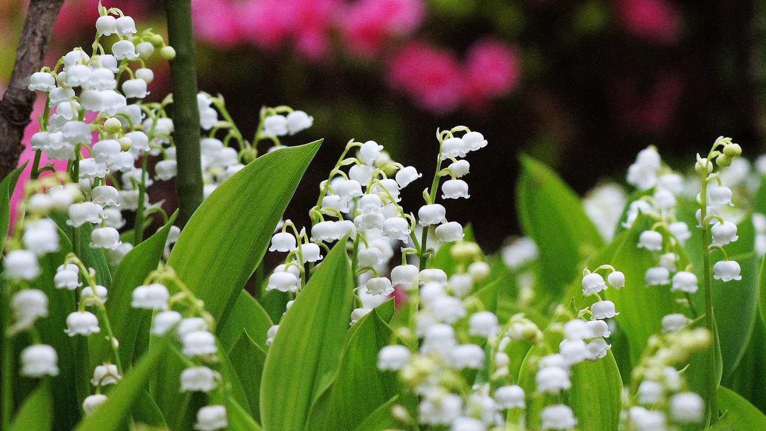 A scene featuring clusters of white bell-shaped flowers among green leaves